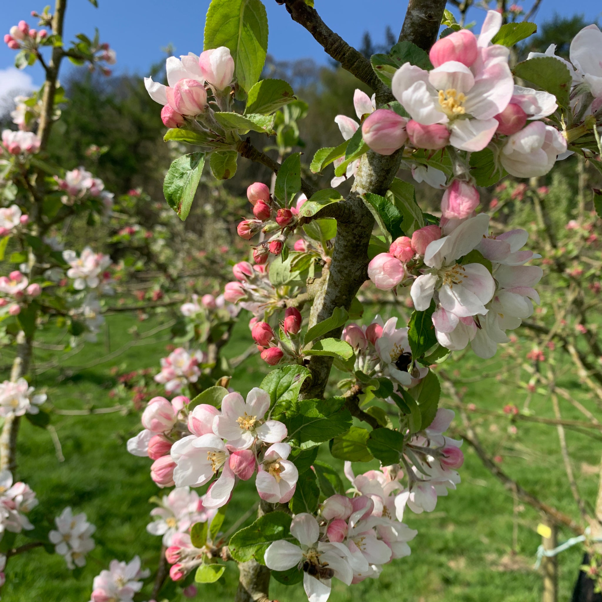 Jojo's Delite apple tree blossom
