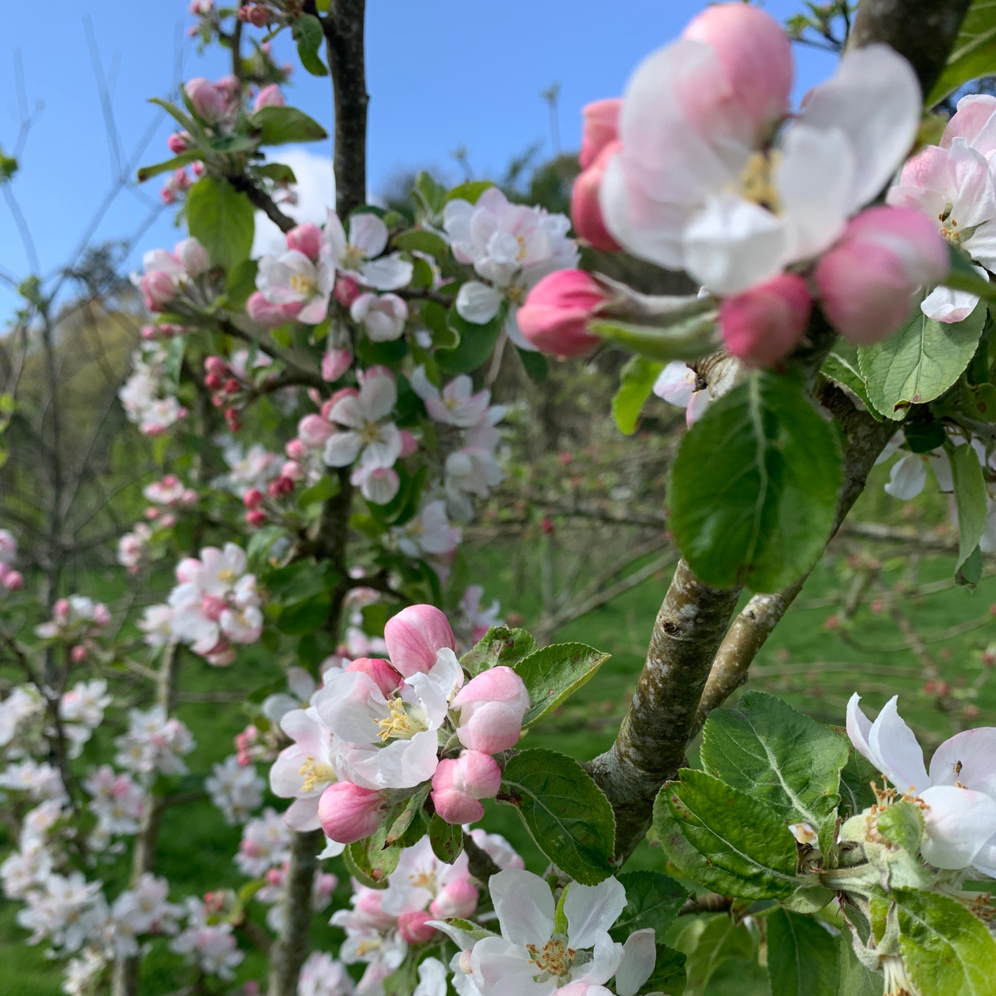 Jojo's Delite apple tree blossom