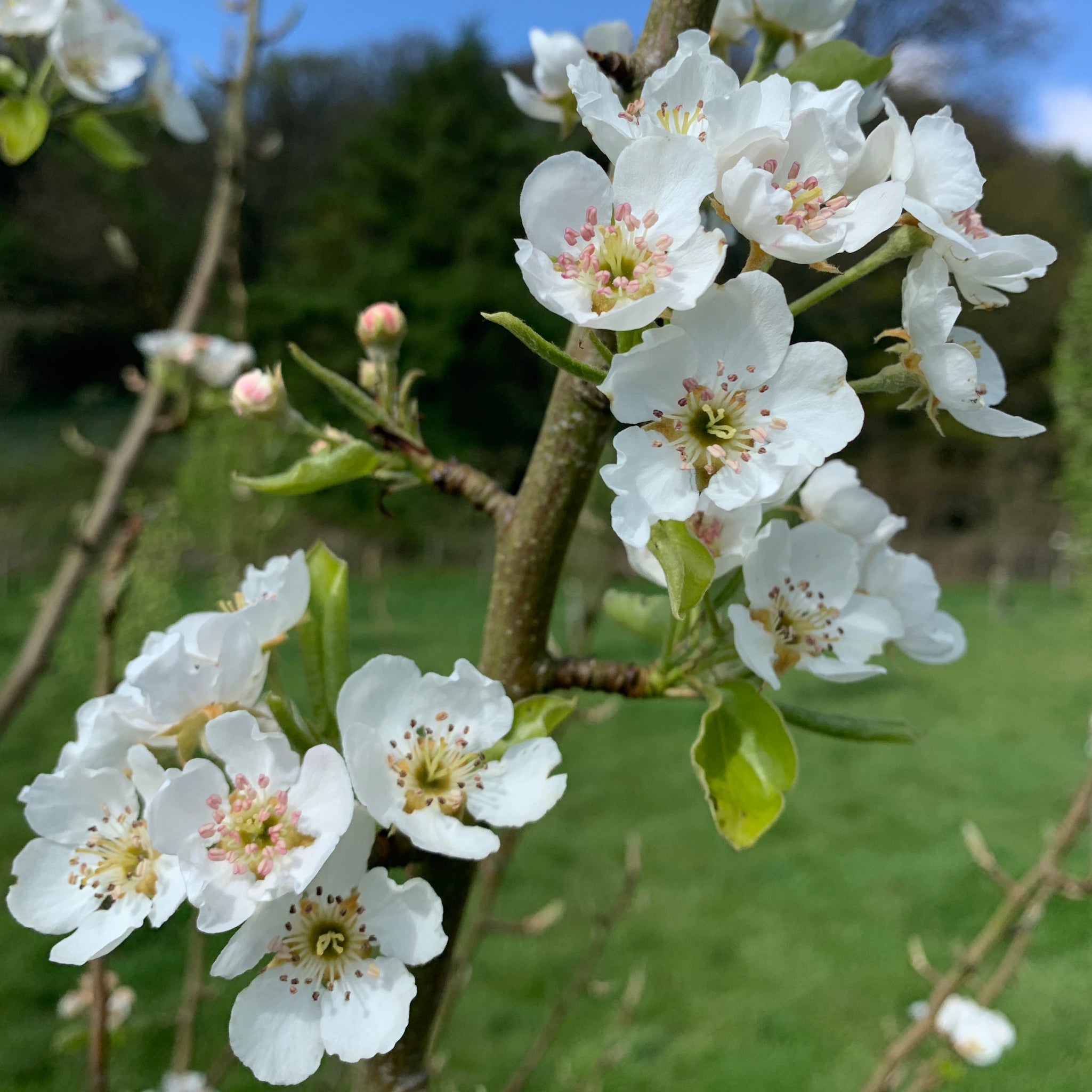 Kingcoed Delight pear tree blossom