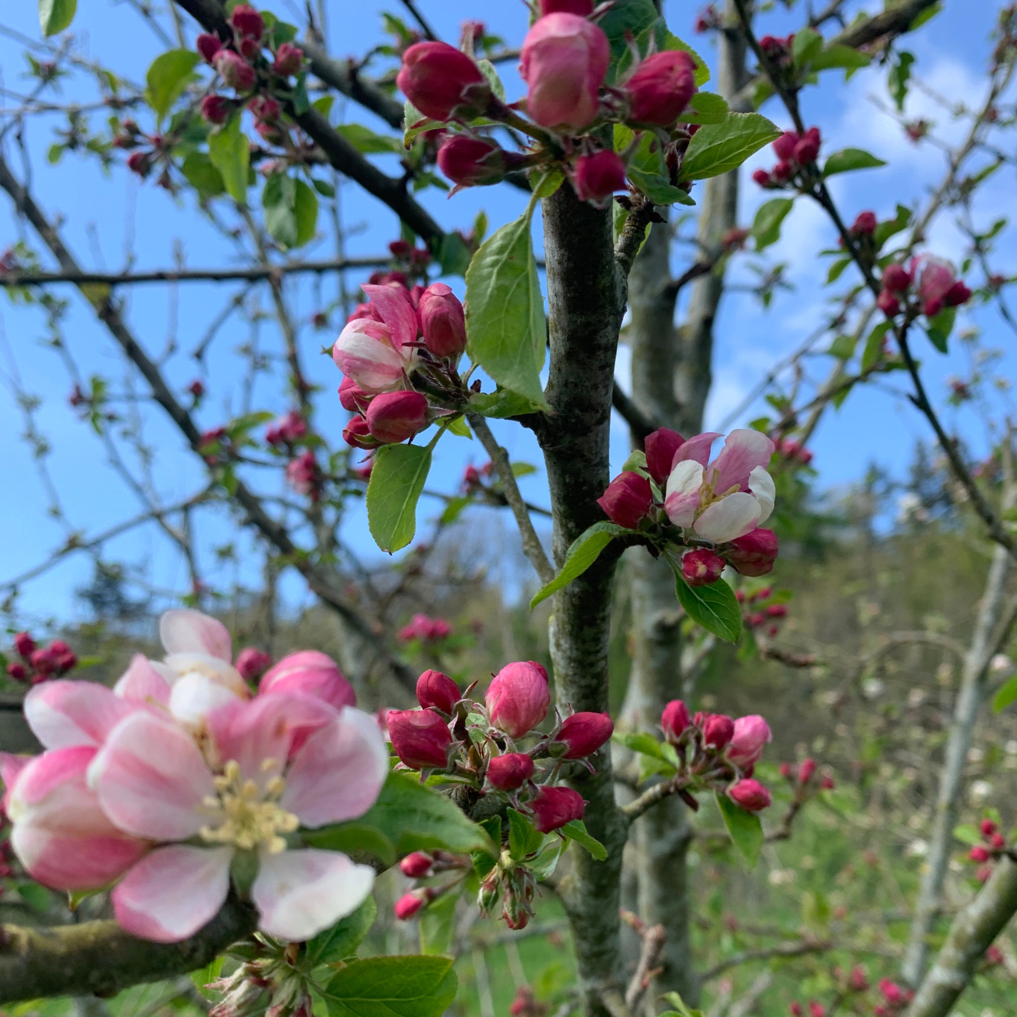 Kennedy's Late apple tree blossom