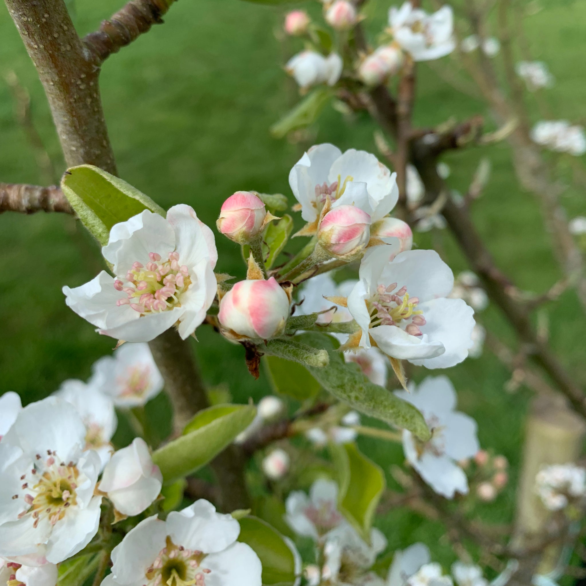 Kingcoed Delight pear tree blossom