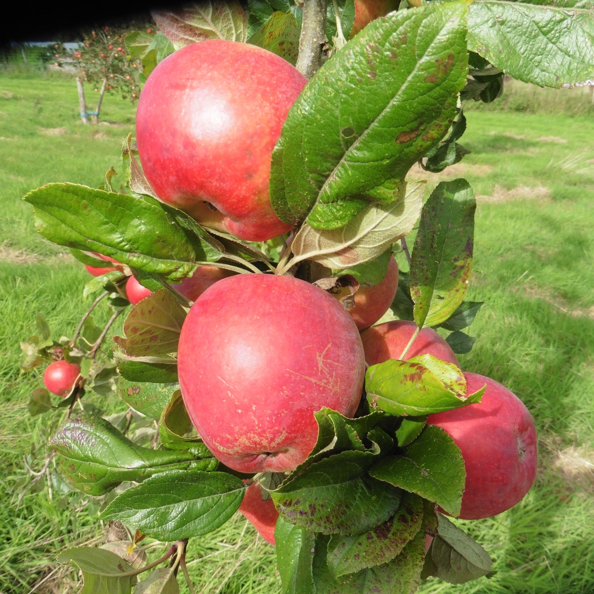 King of the Pippins apple tree