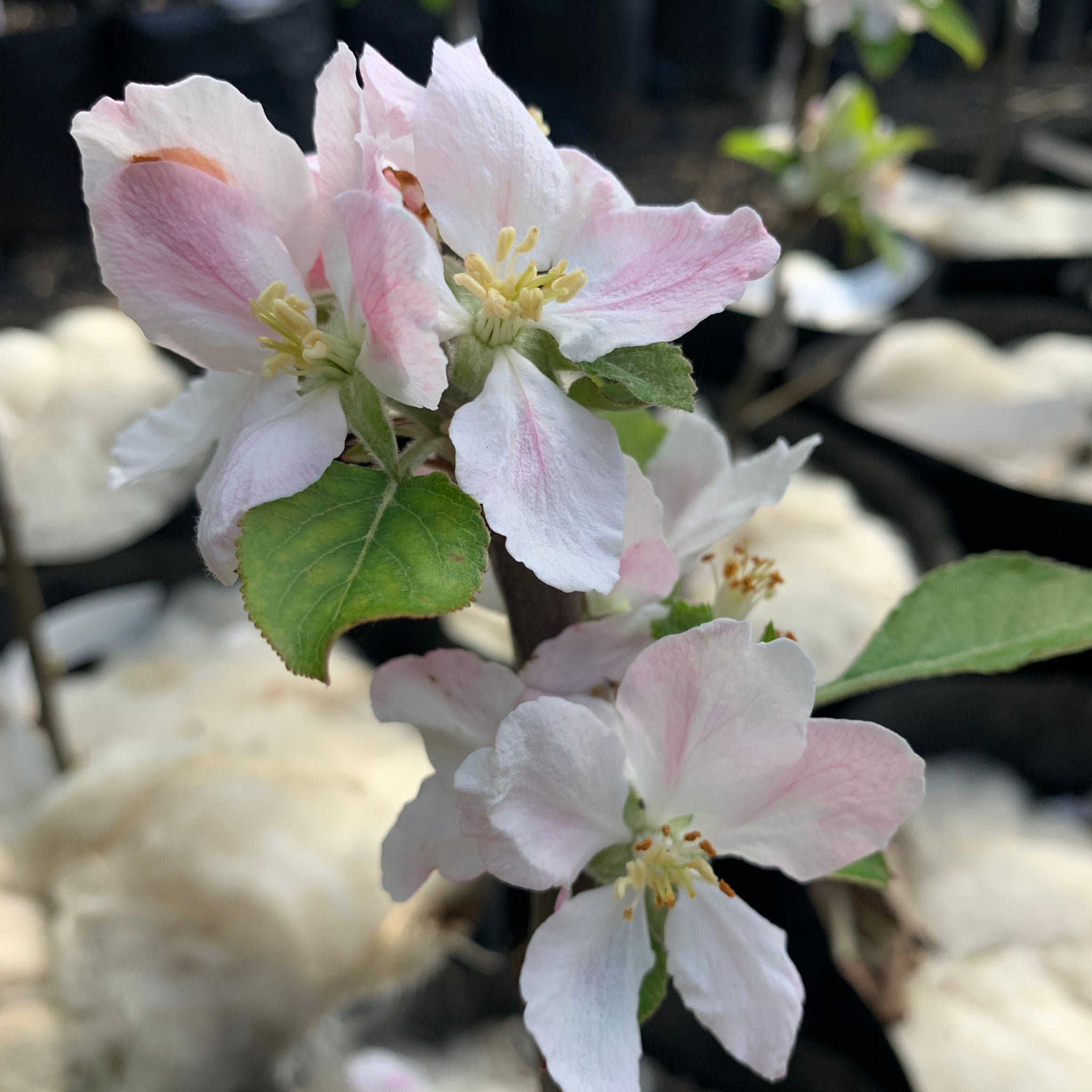 King's Acre Pippin apple tree blossom