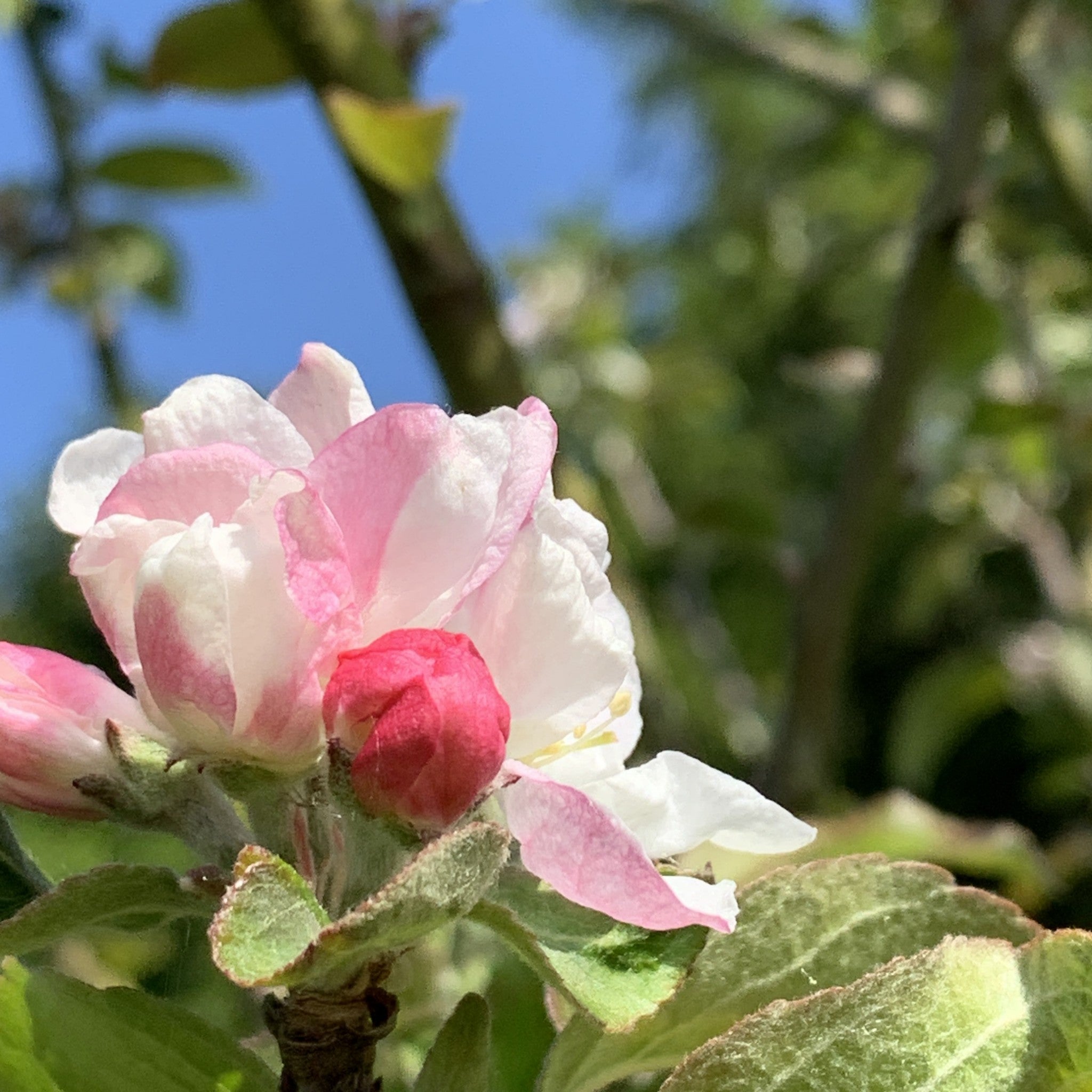 Kingston Black apple tree blosssom