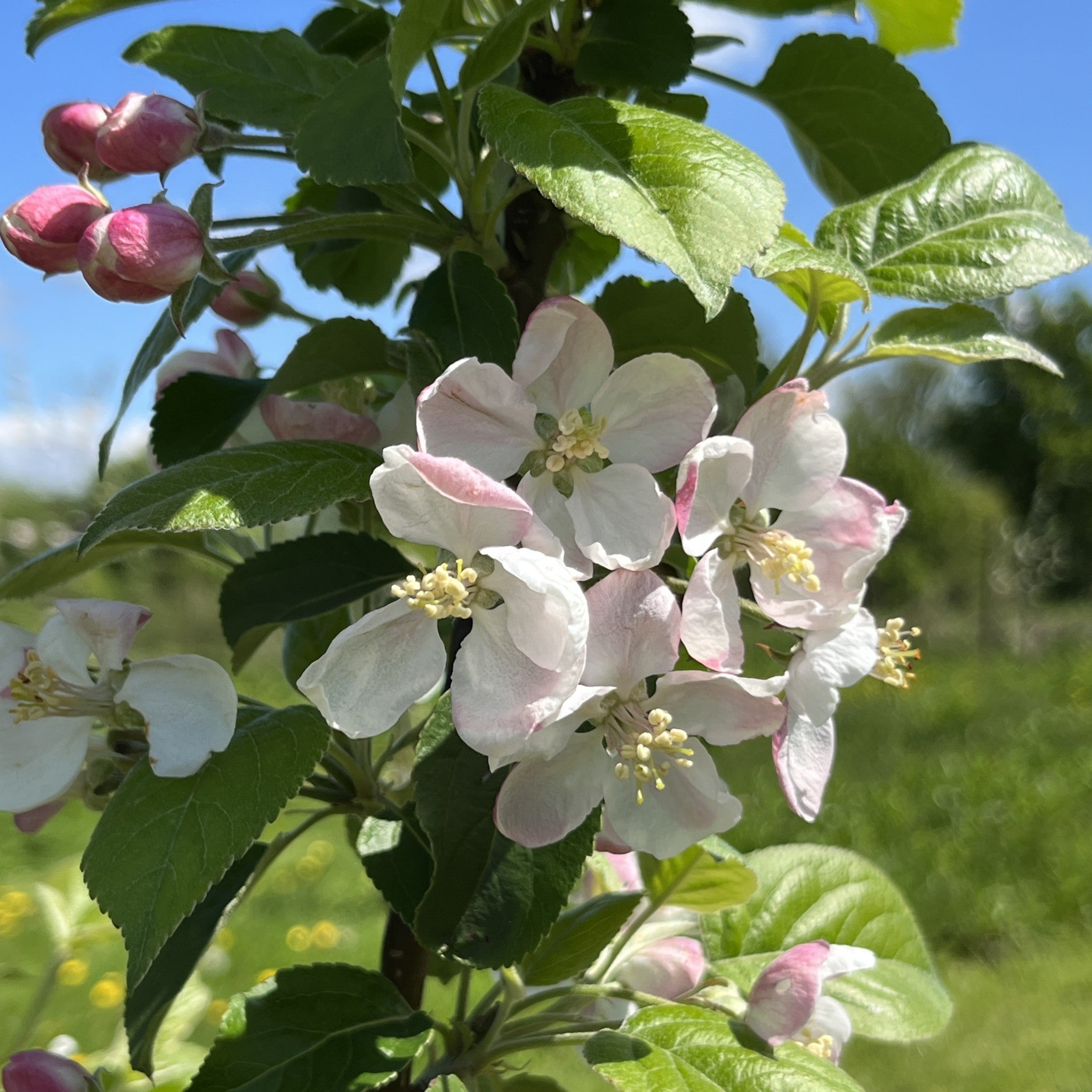 Knotted Kernel apple tree