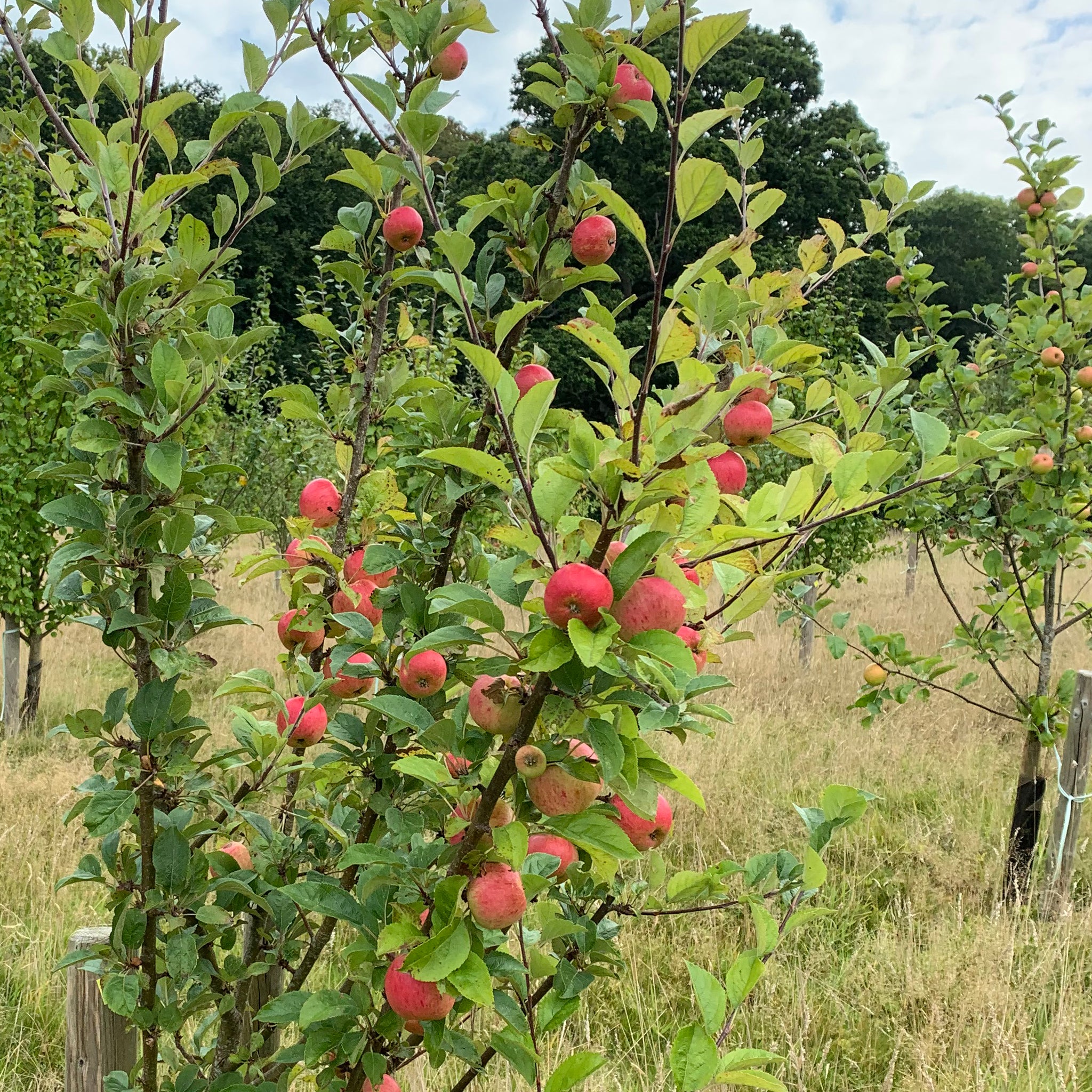 Kretchmer's Surprise apple tree
