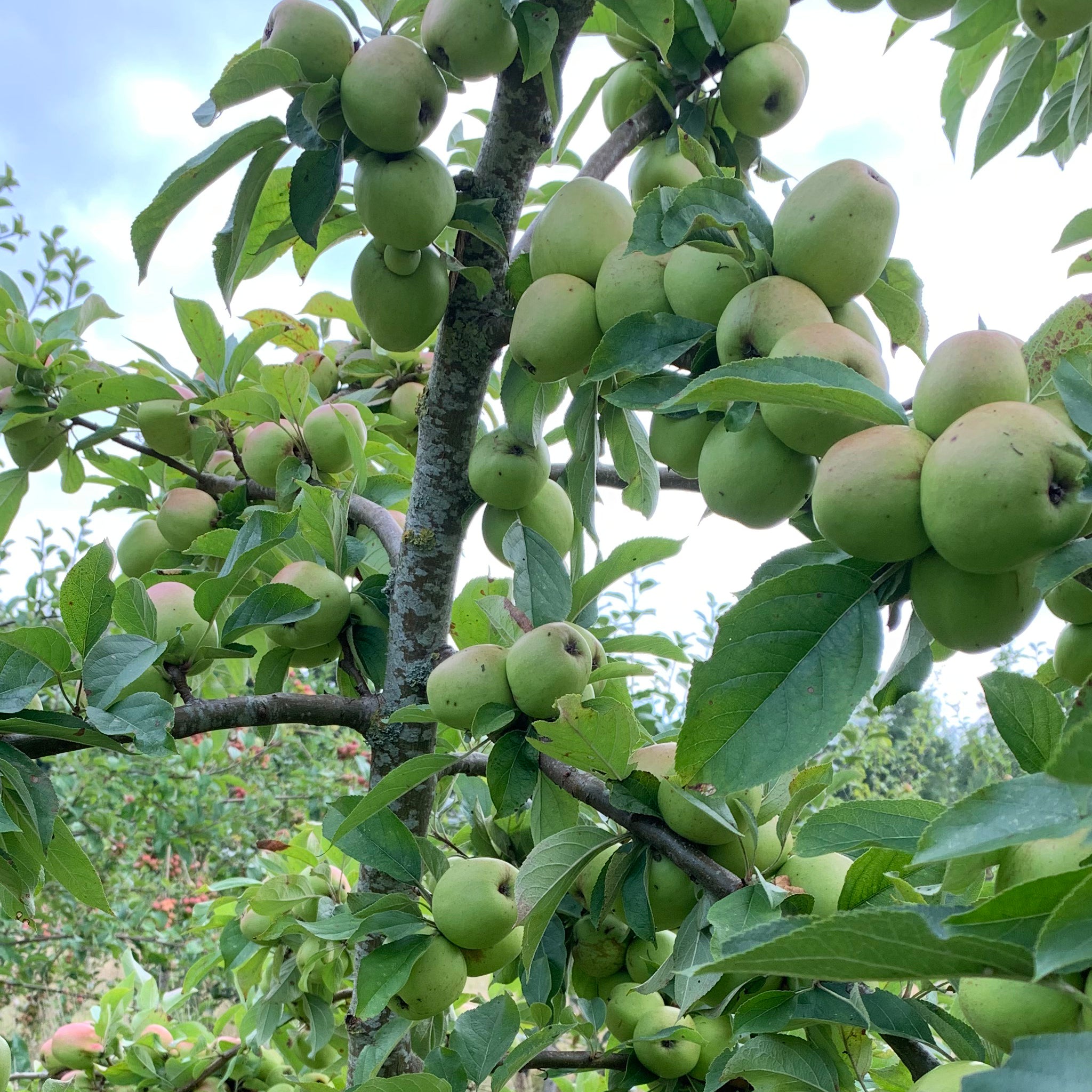 Late Gold apple tree