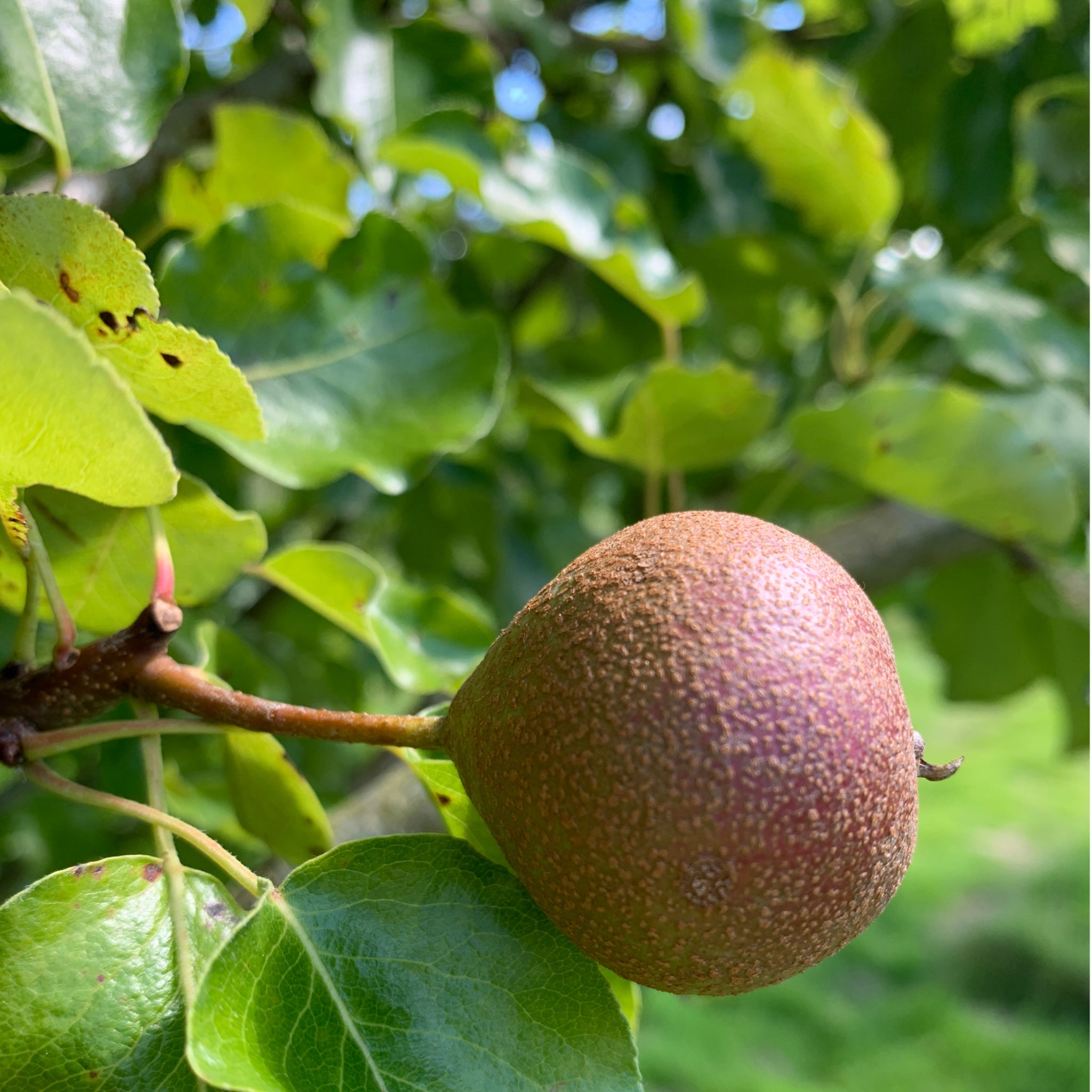 Little Cross Huffcap