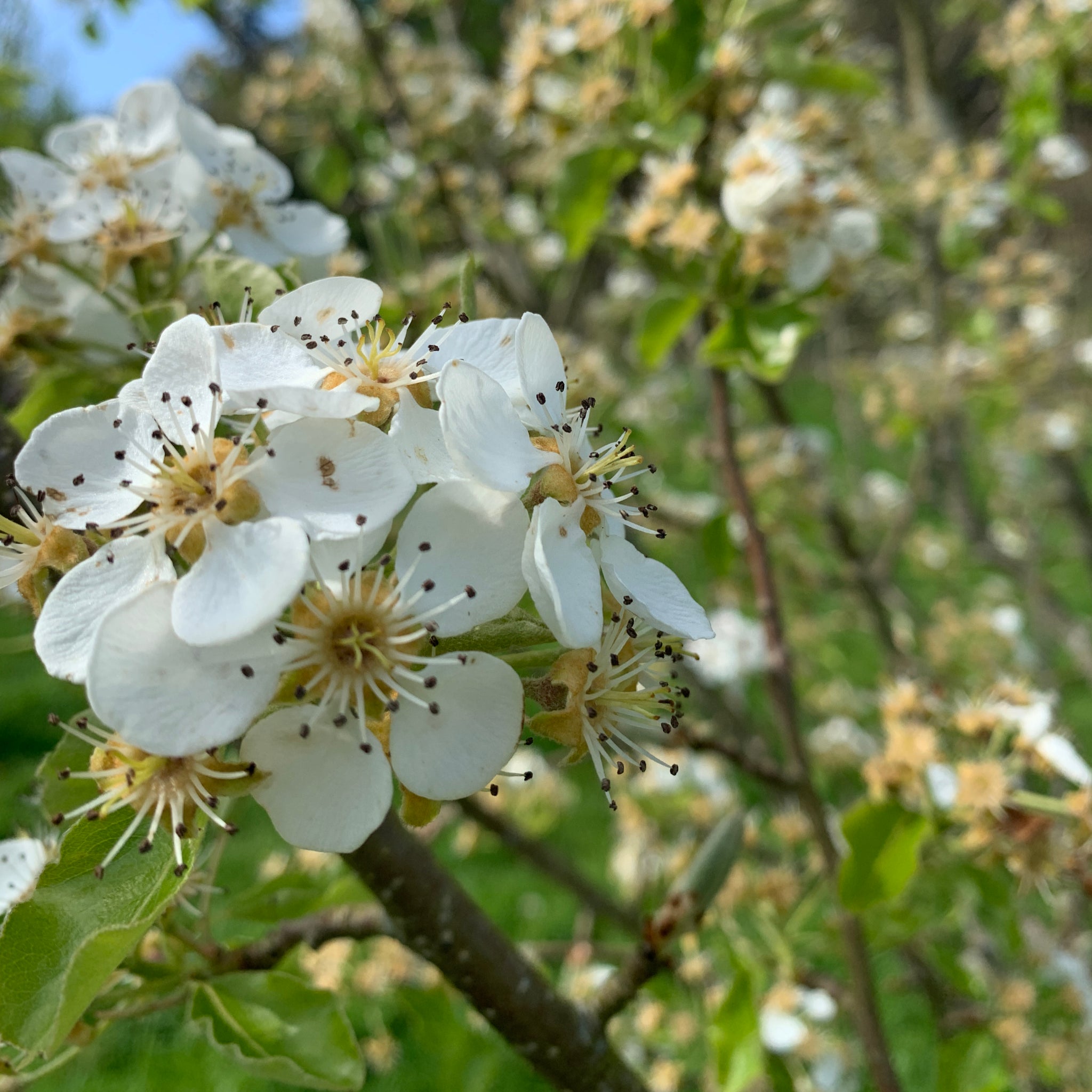 Little Cross Huffcap pear tree blossom