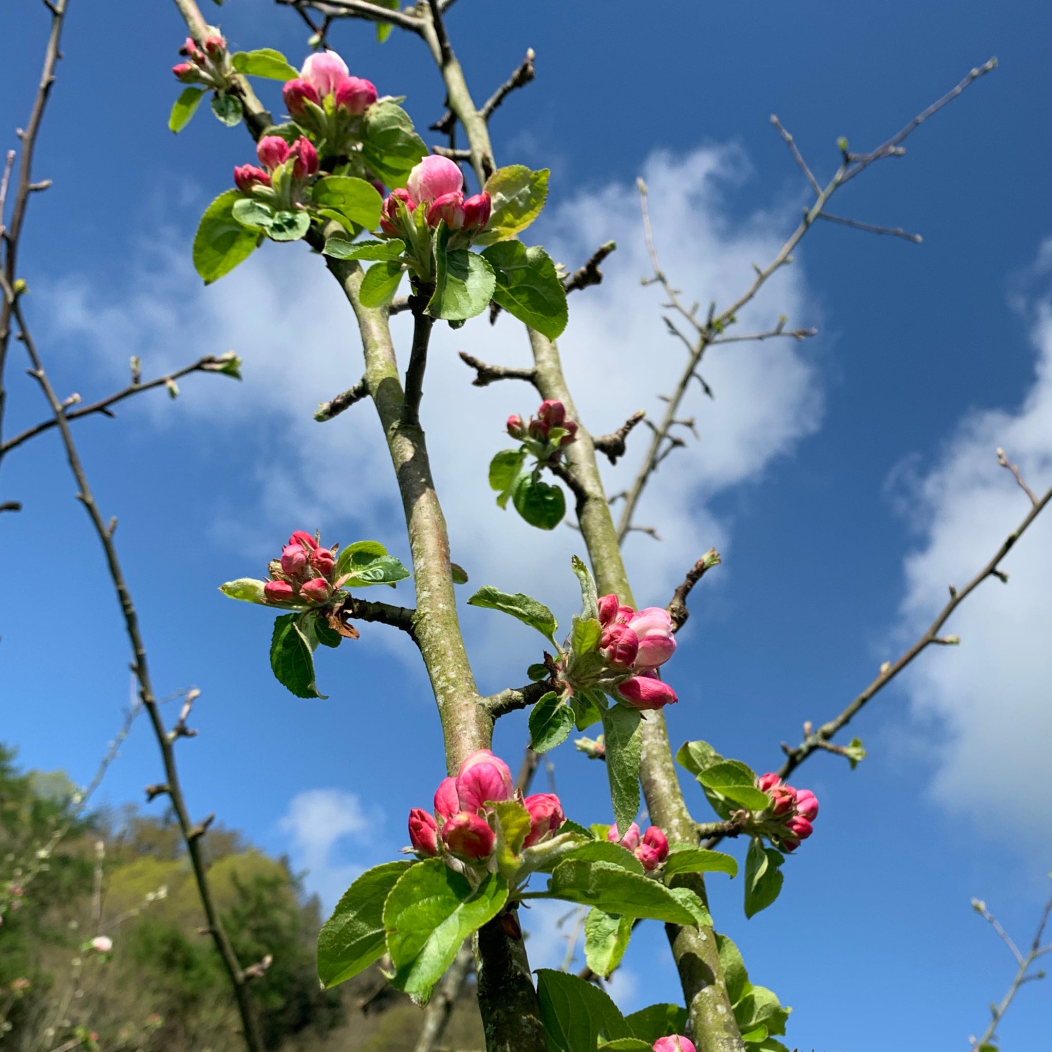 Lorna Doone apple tree blossom