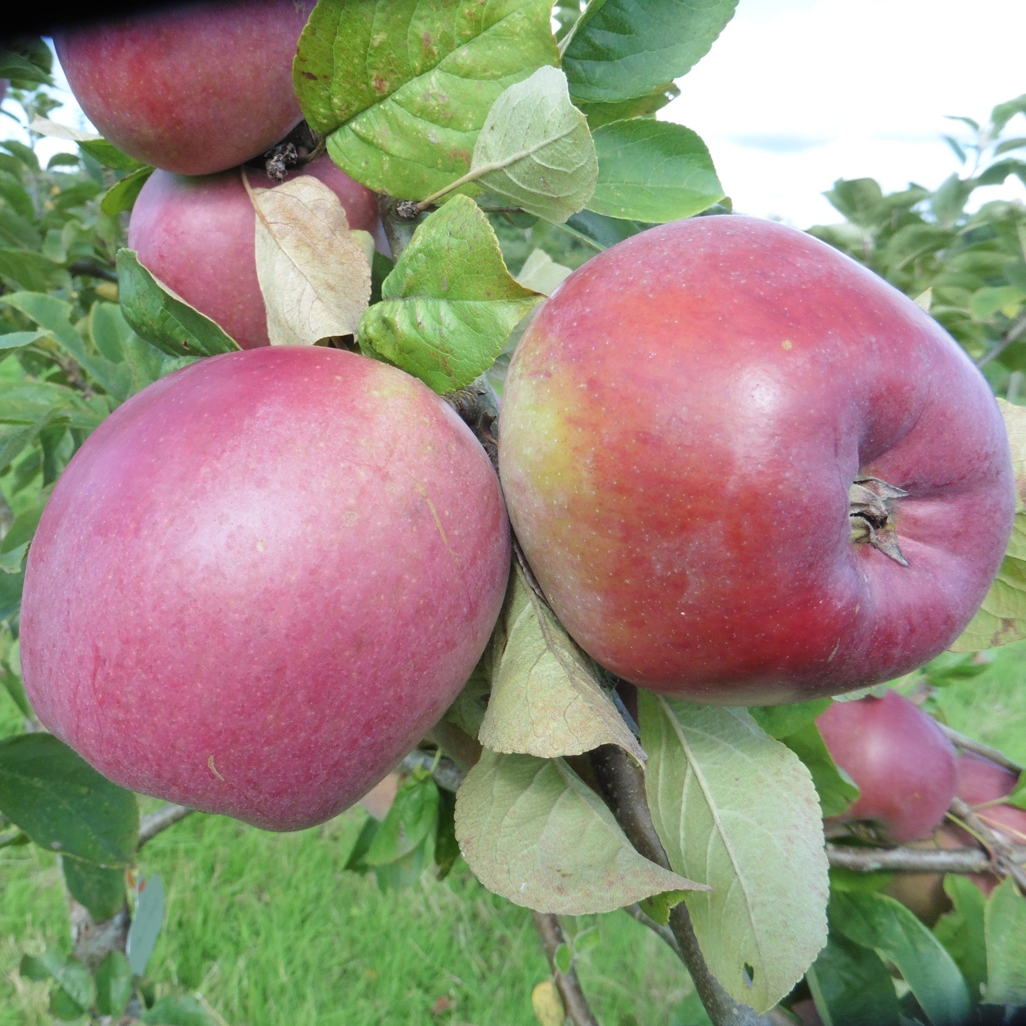 Mère de Ménage apple tree