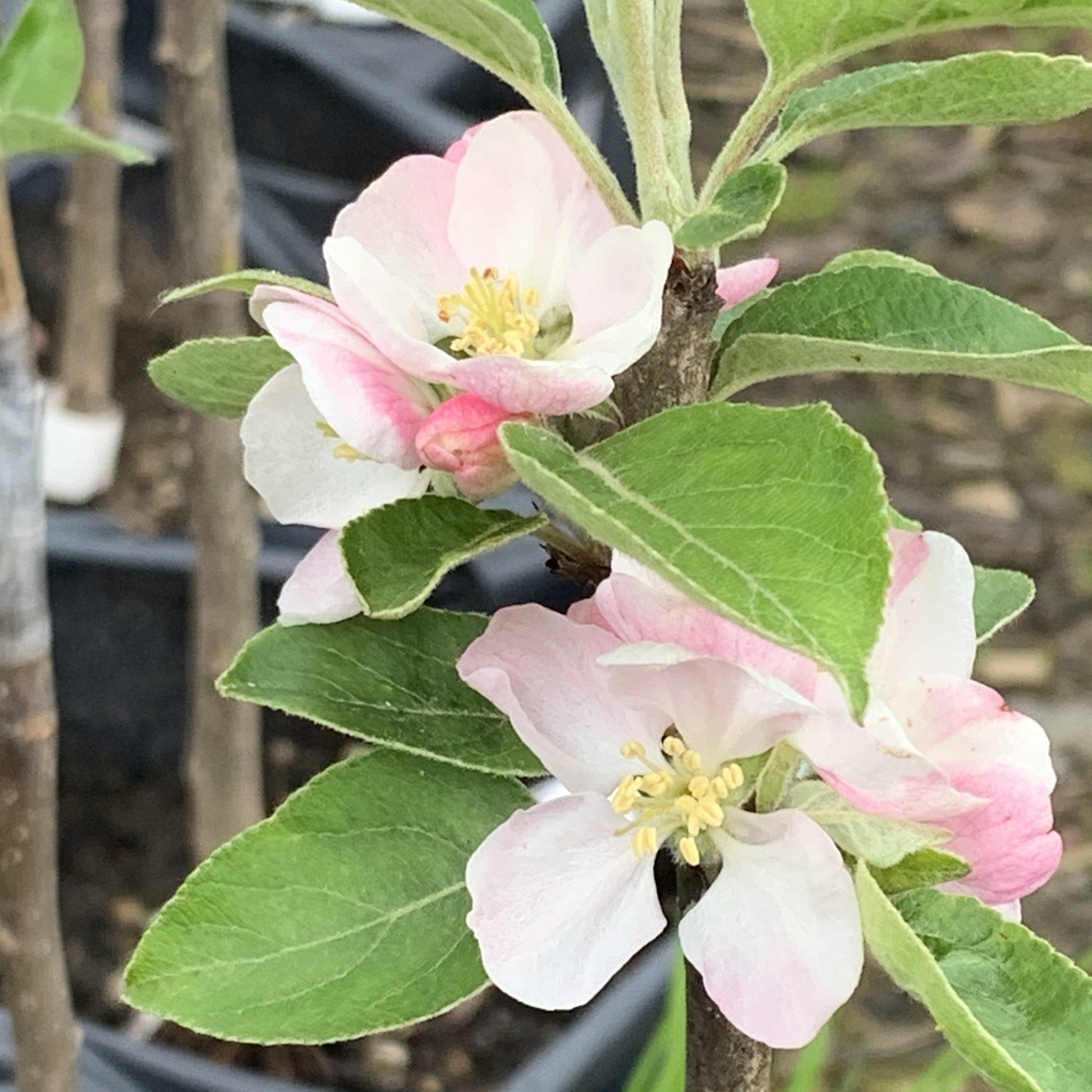 Mère de Ménage apple tree blossom