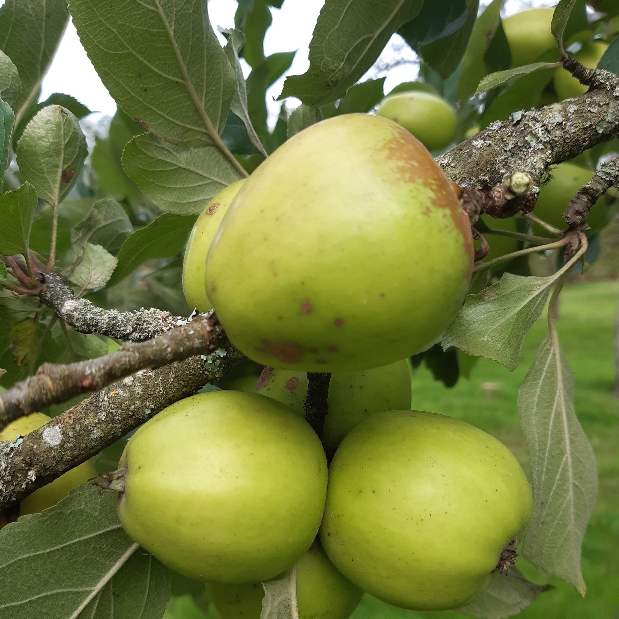 Michelin apple tree