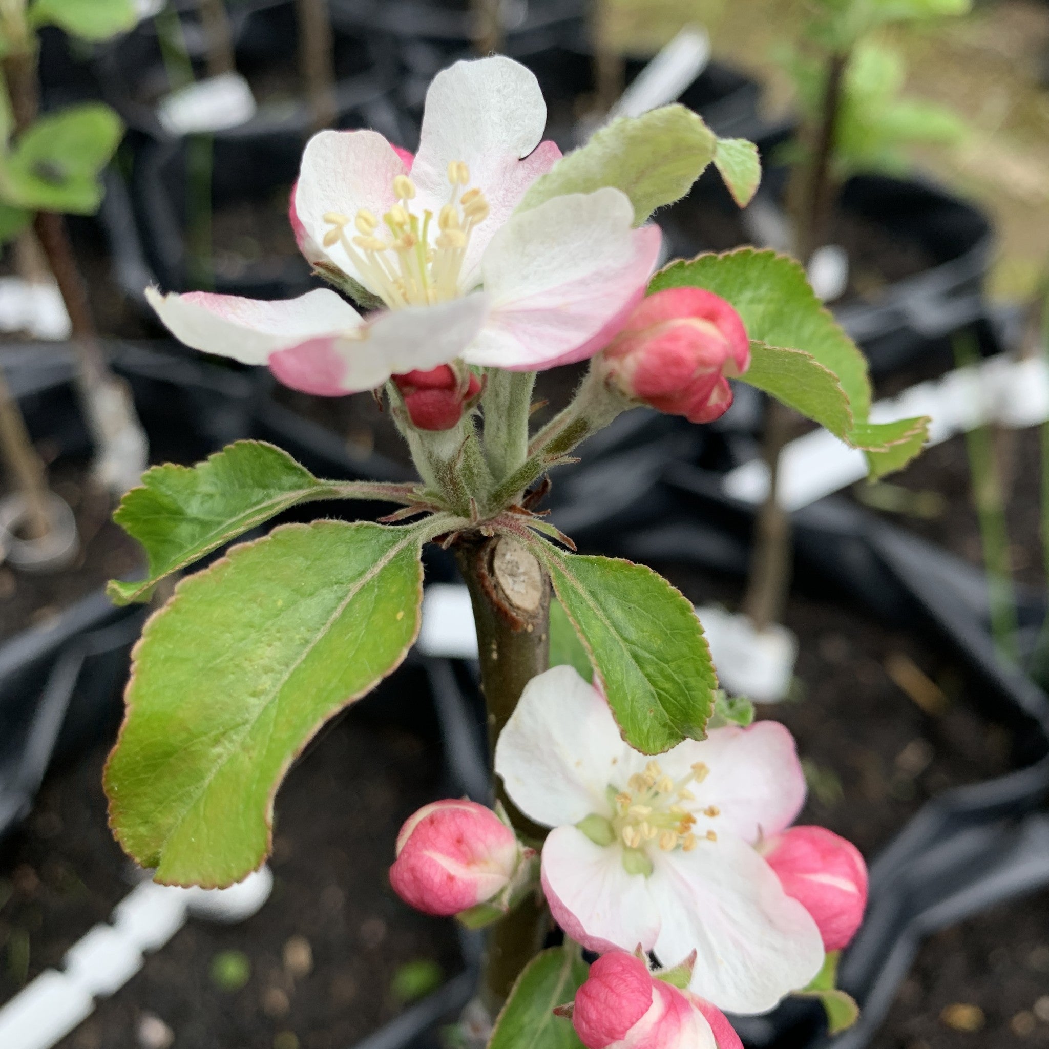 Moss's Seedling apple tree blossom