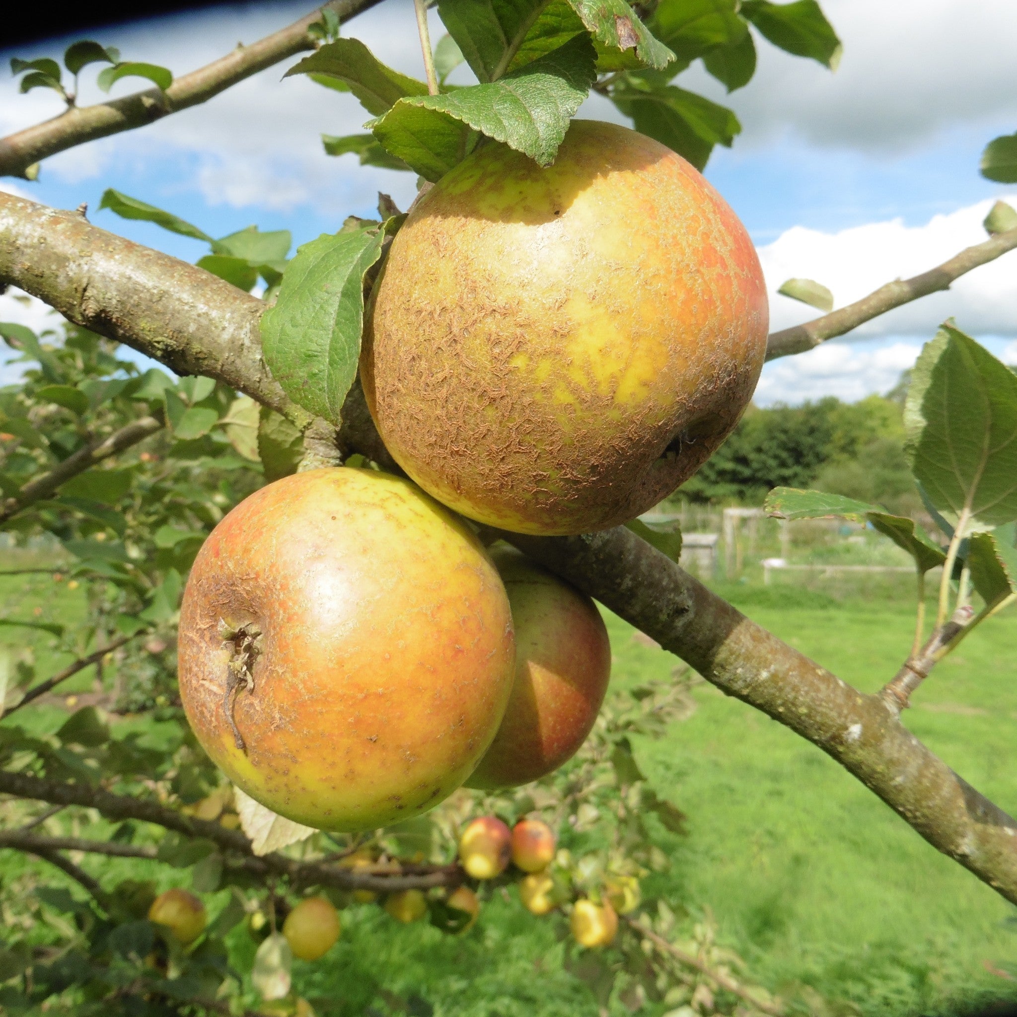 Pen Caled apple tree