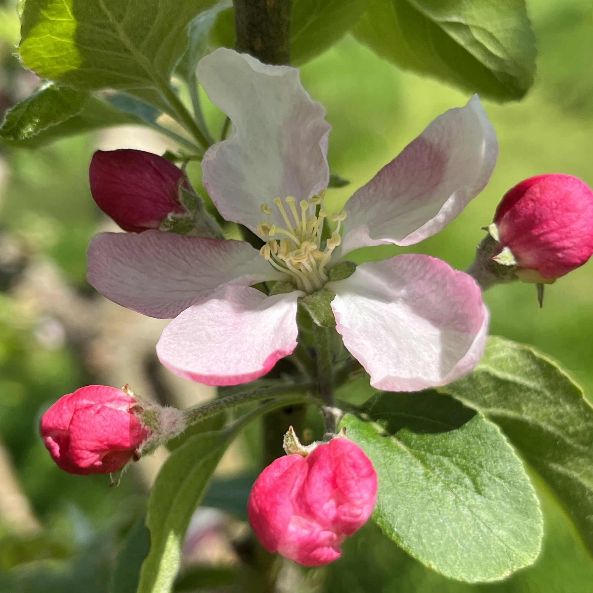 Pen Caled apple tree blosssom