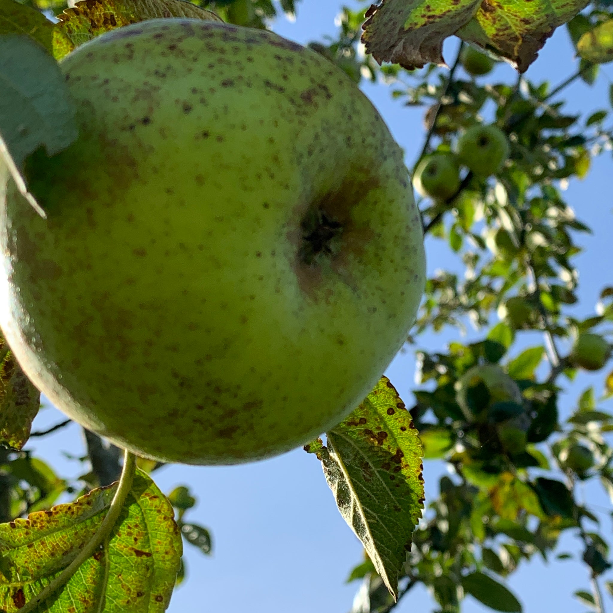 Pitmaston Russet Nonpareil