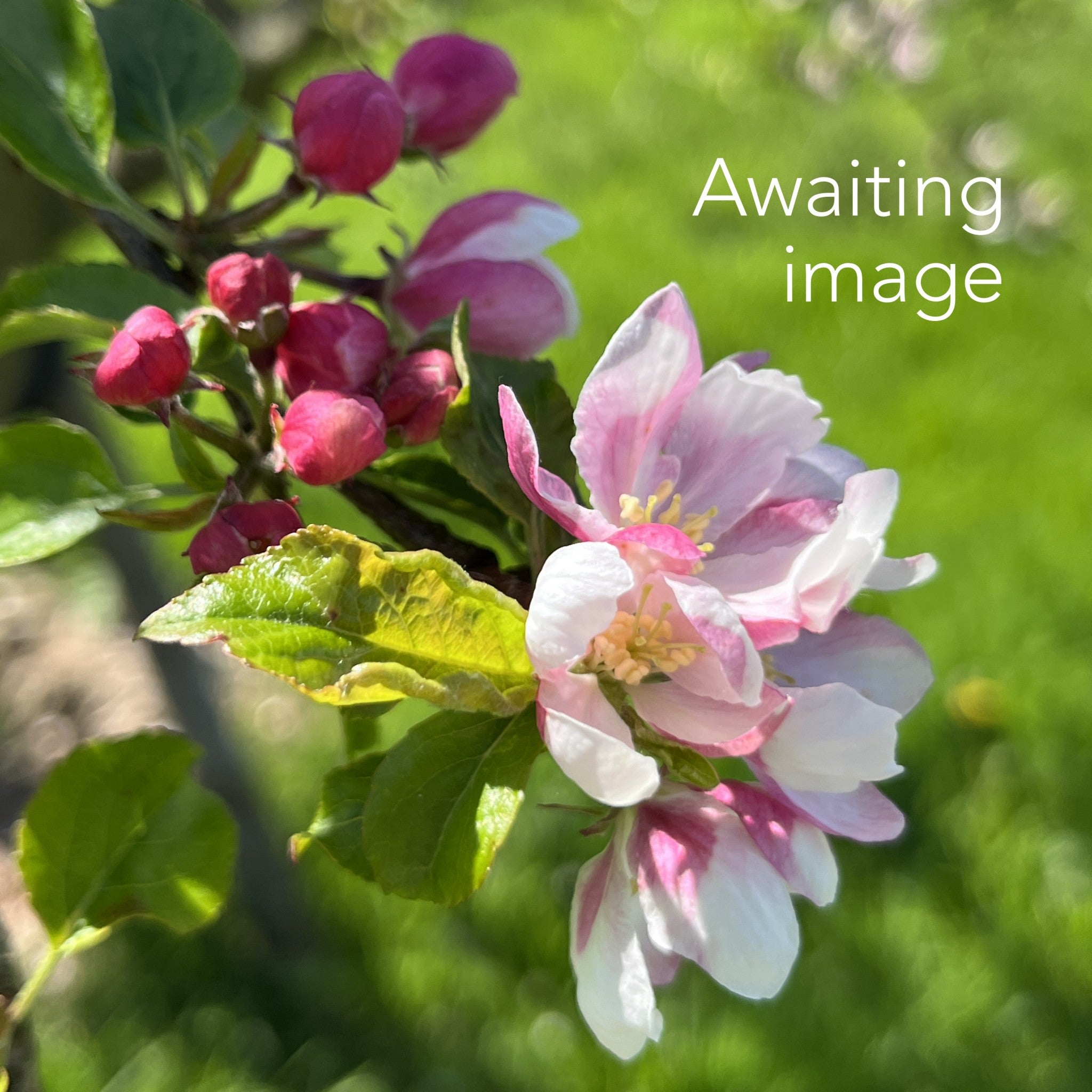 Irish Peach