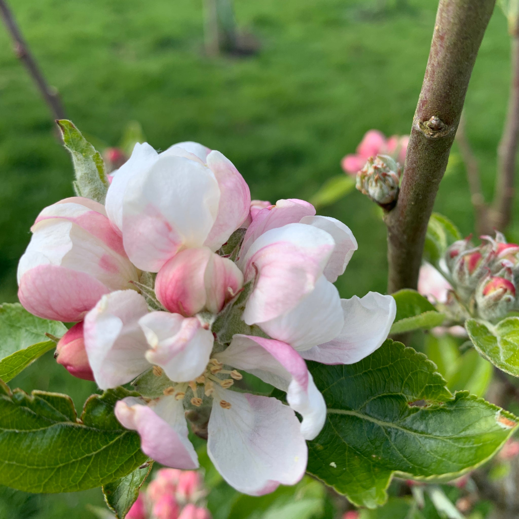 Poppit Coed y Berllan apple tree blossom