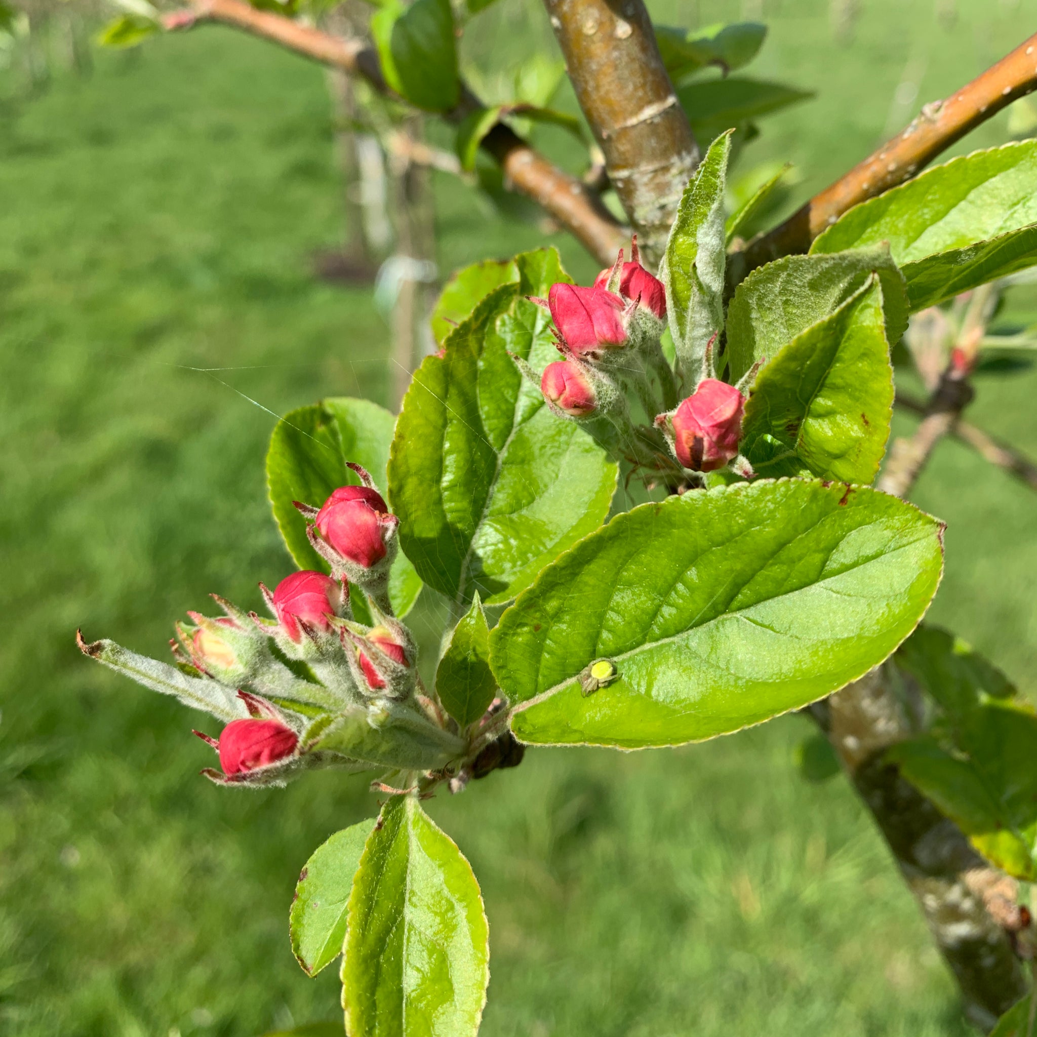 Poppit Pencemaes apple tree blossom