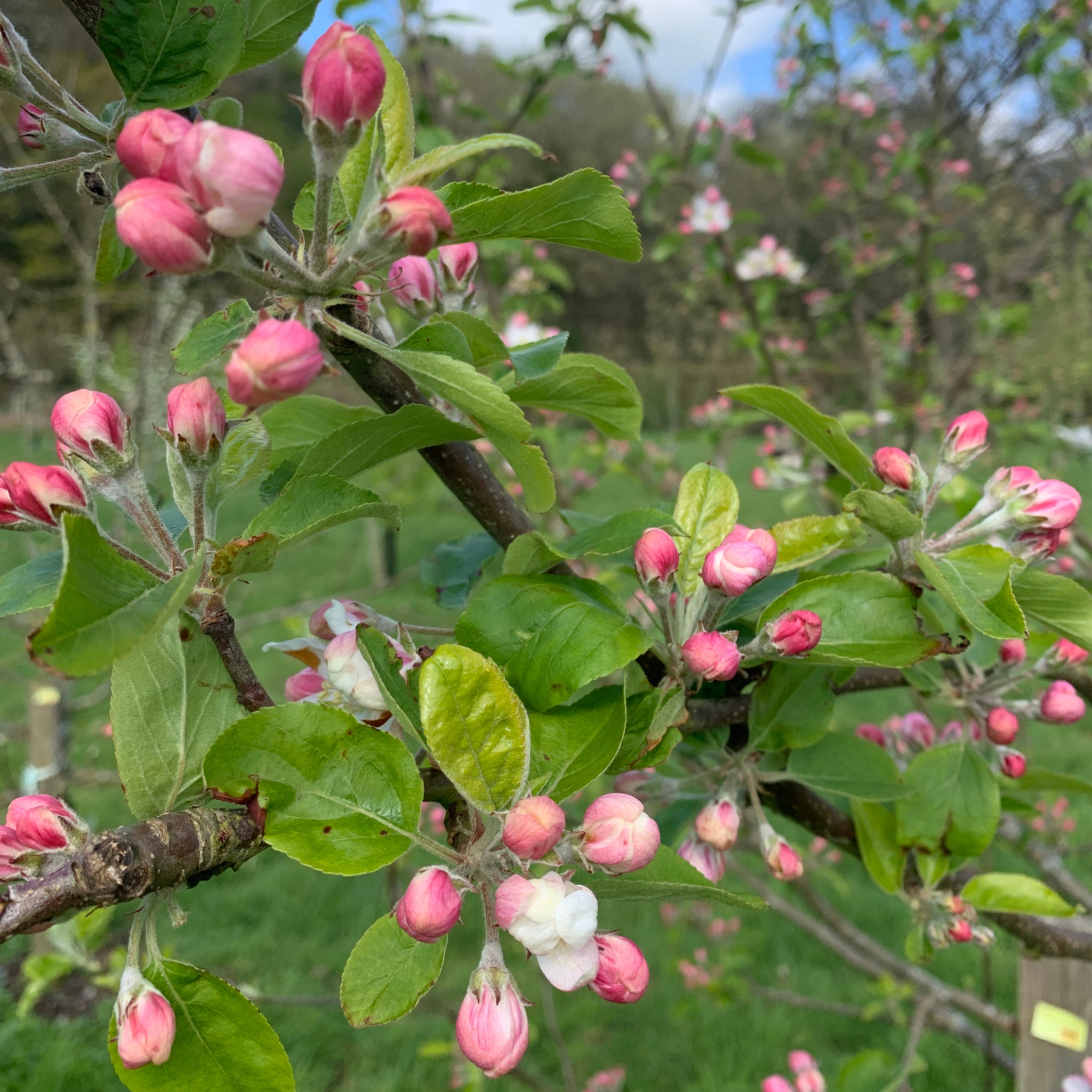 Poppit Persawrus apple tree blossom