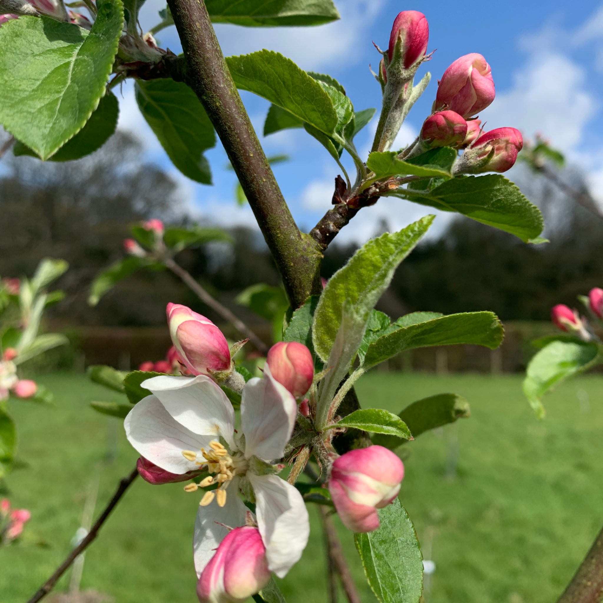 Poppit Swn y Mor apple tree blossom