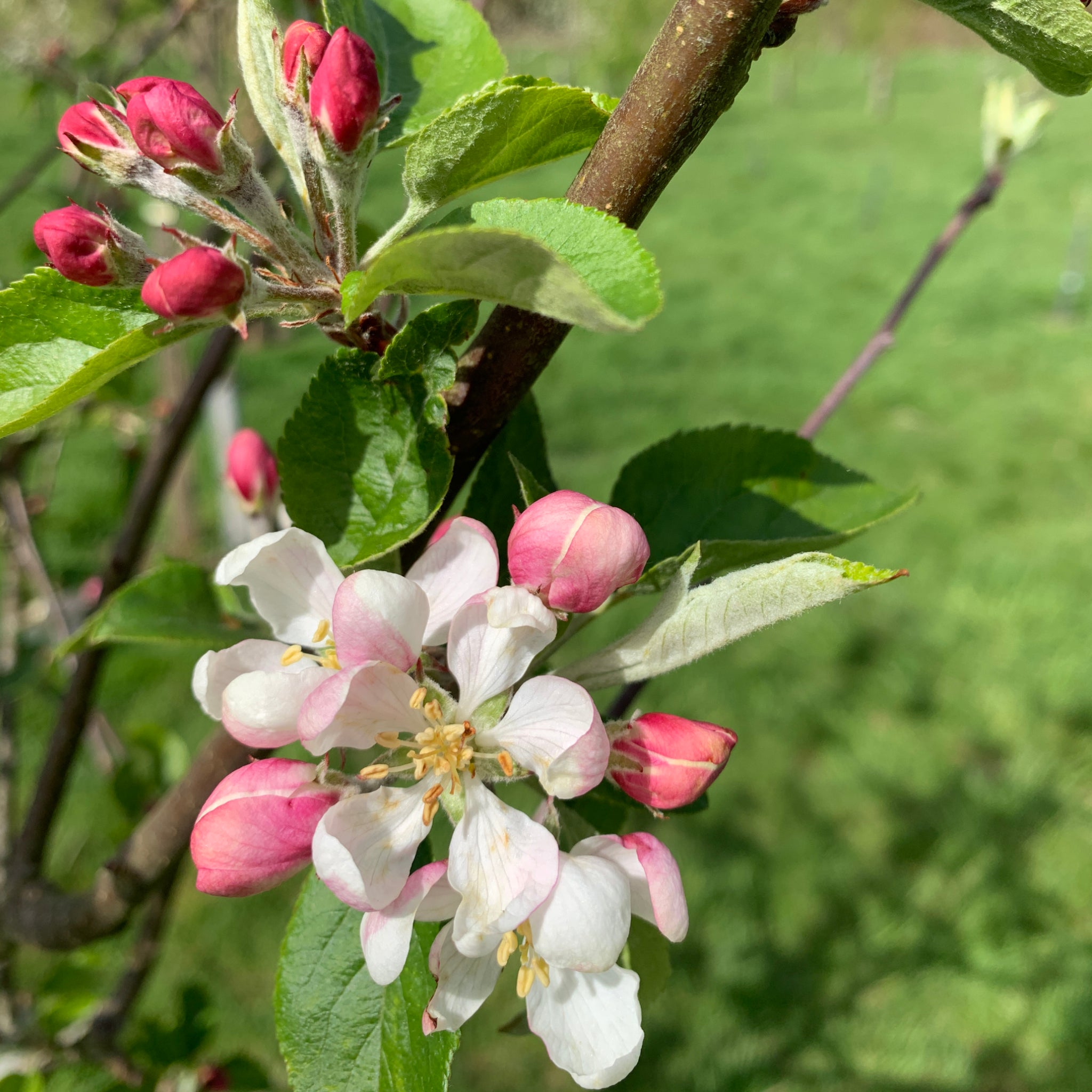 Poppit Swn y Mor apple tree blossom