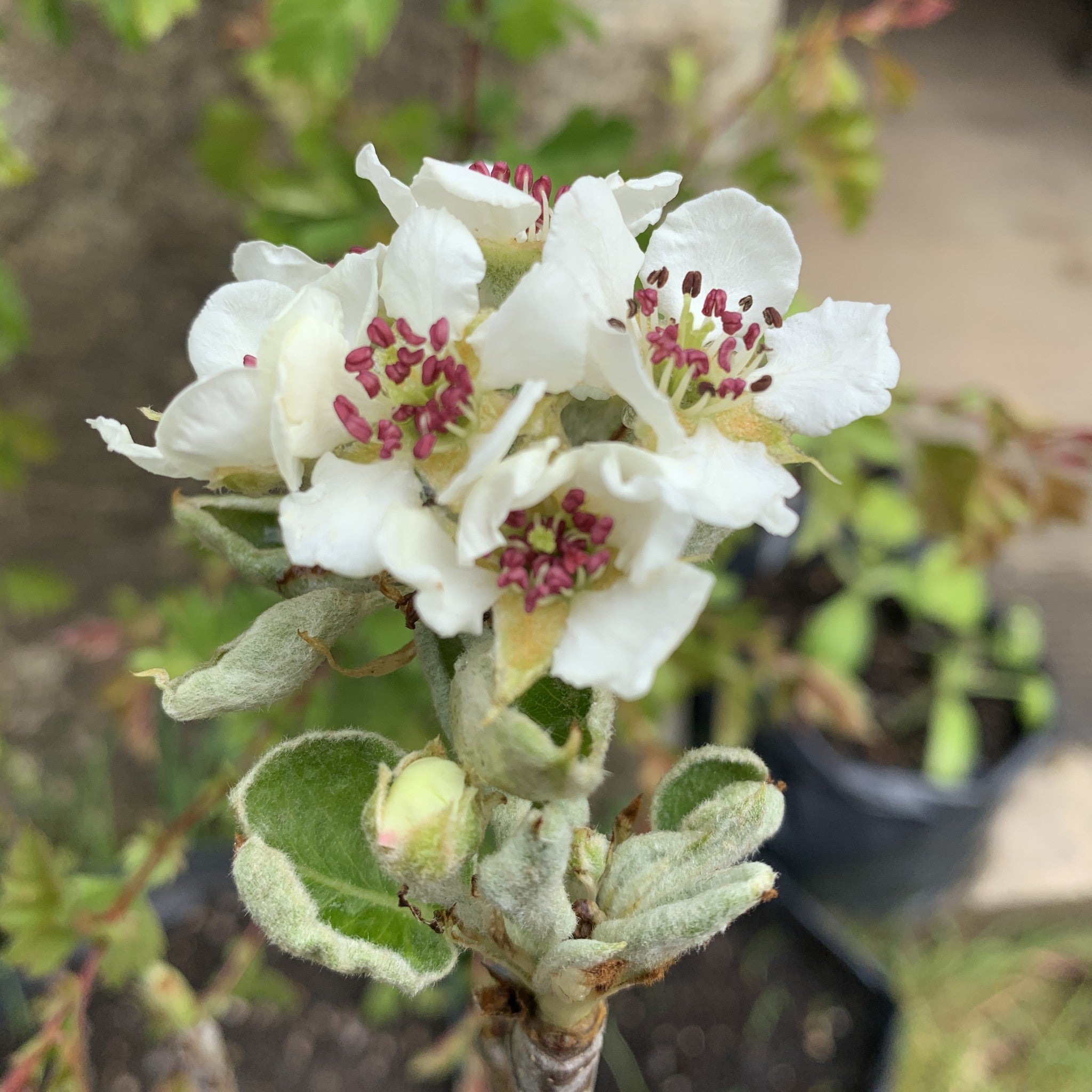 Pwll Pisgod pear tree blossom
