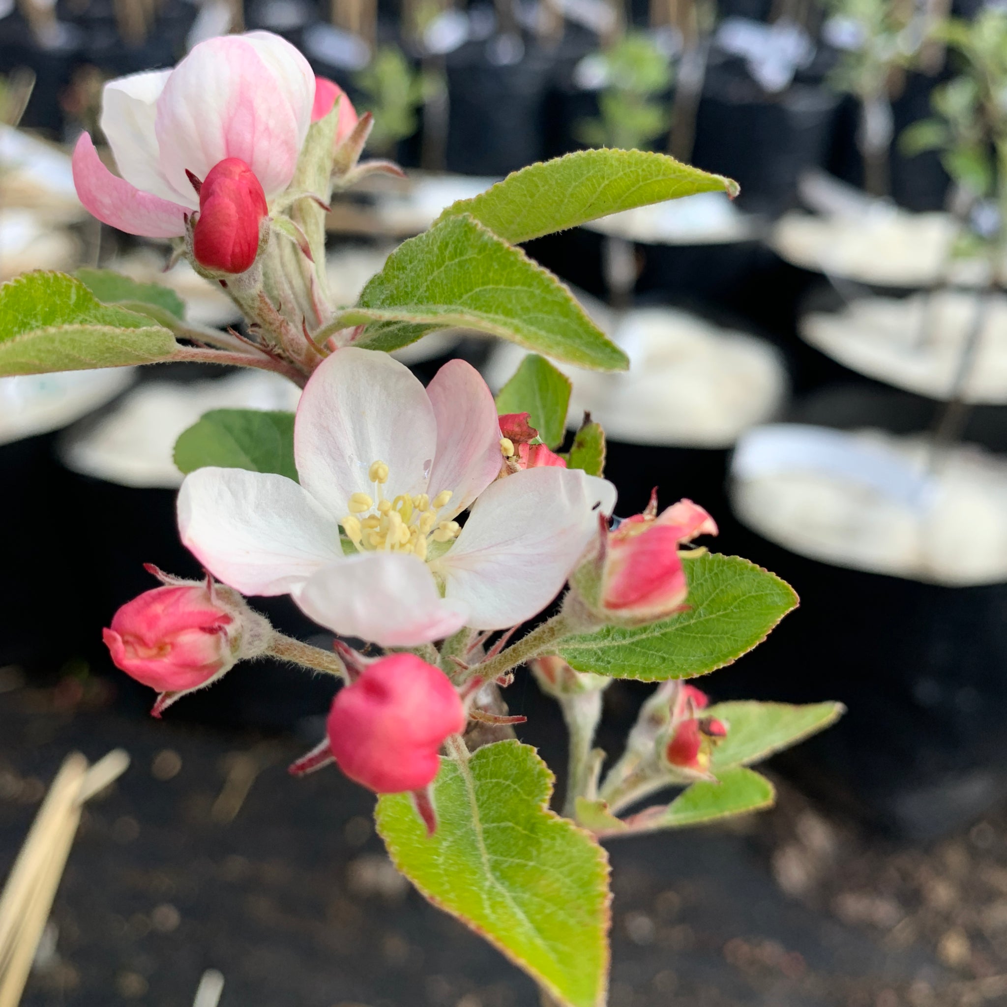 Redsleeves apple tree blossom