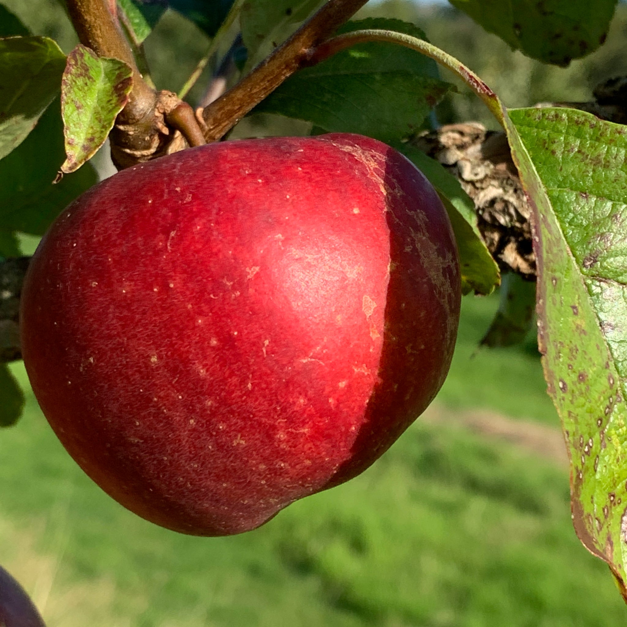 Rhyl Beauty apple