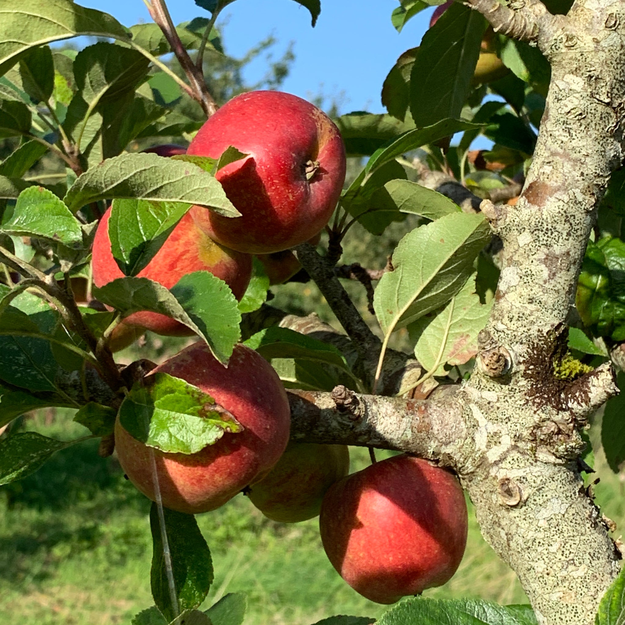 Rhyl Beauty apples