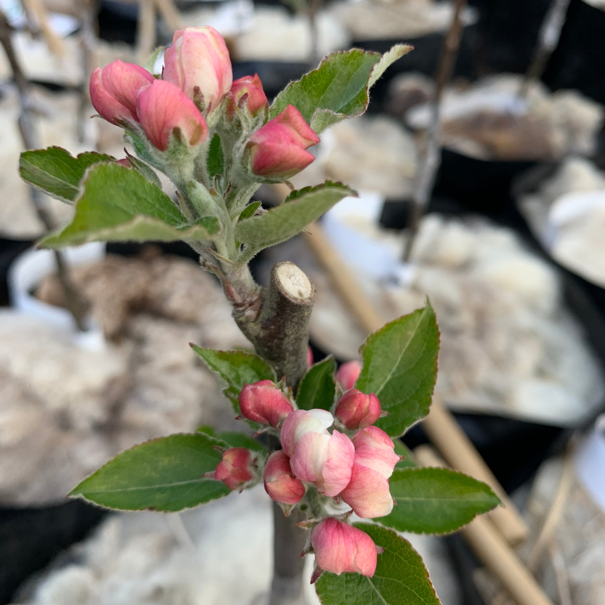 Ribston Pippin apple tree blossom