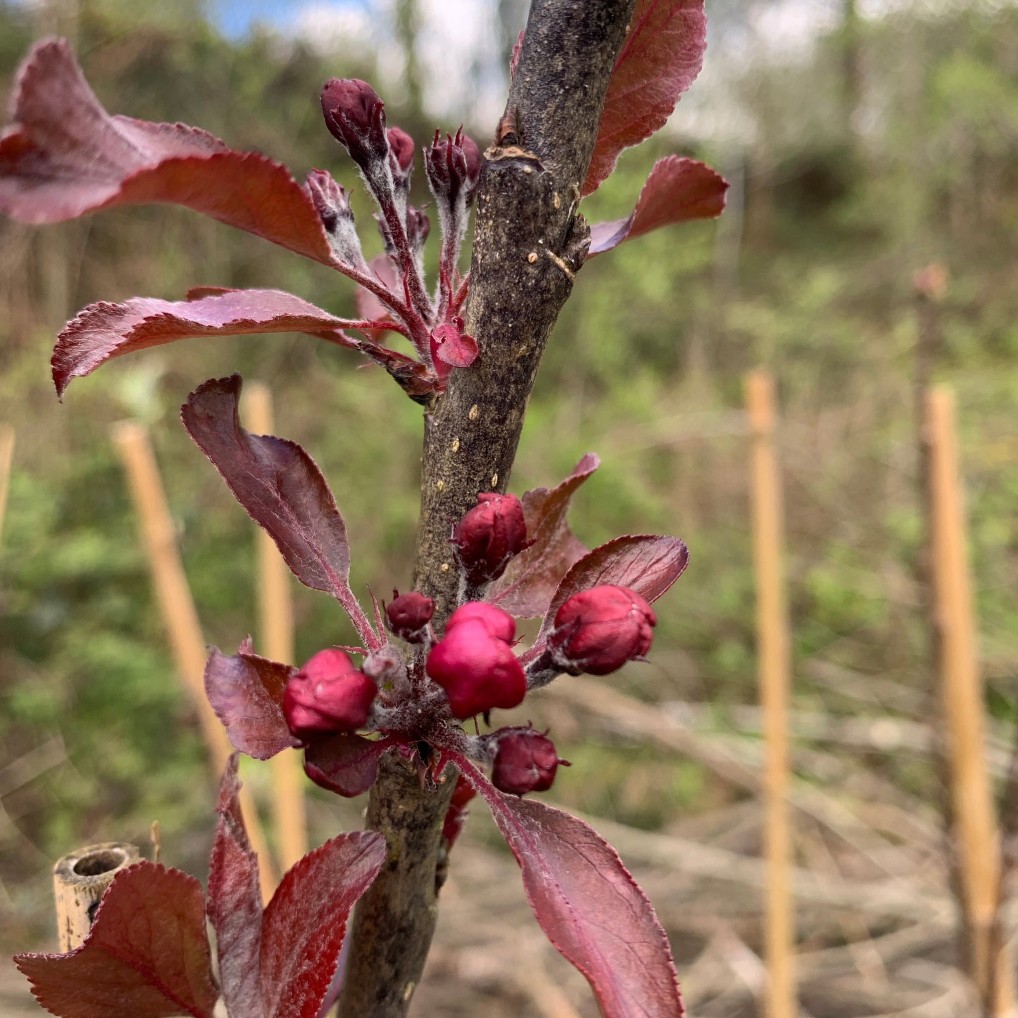Robert's Red Crab apple tree blossom