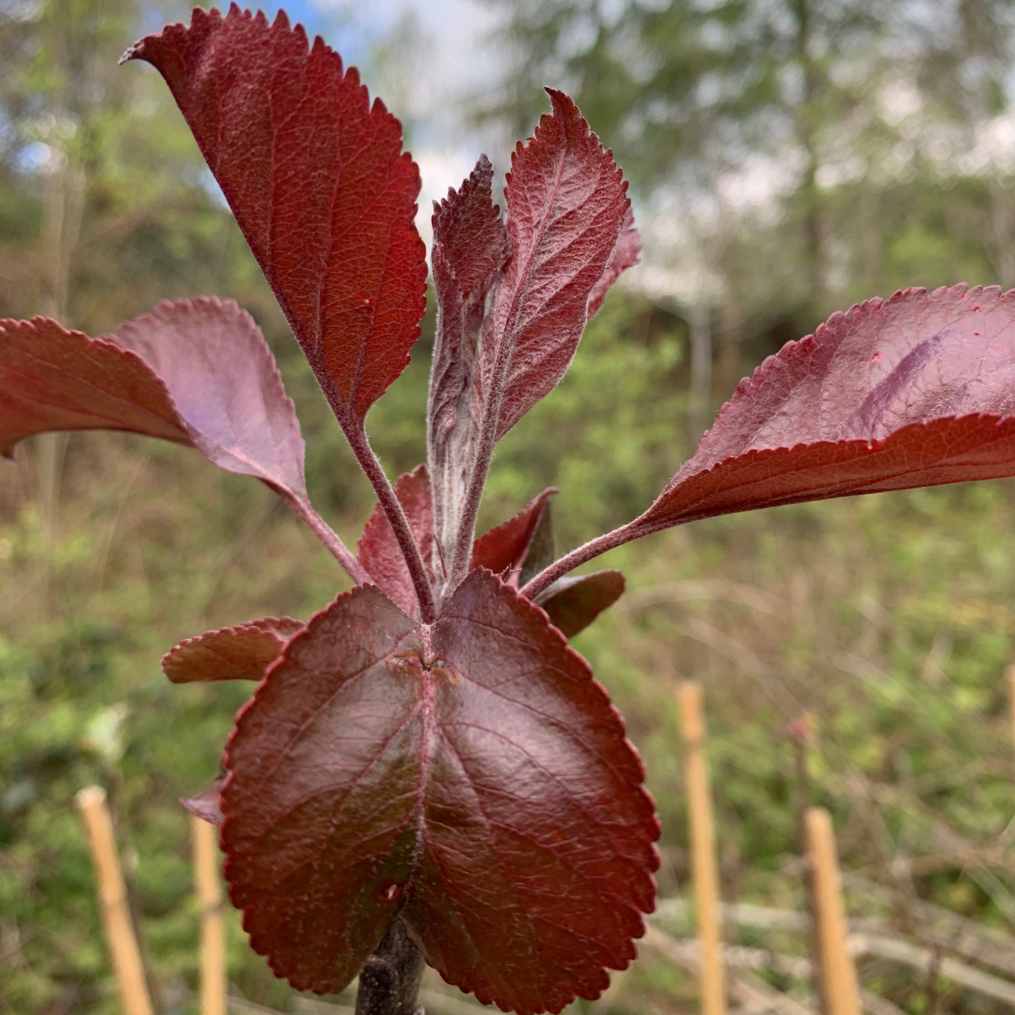 Robert's Red Crab apple tree foliage