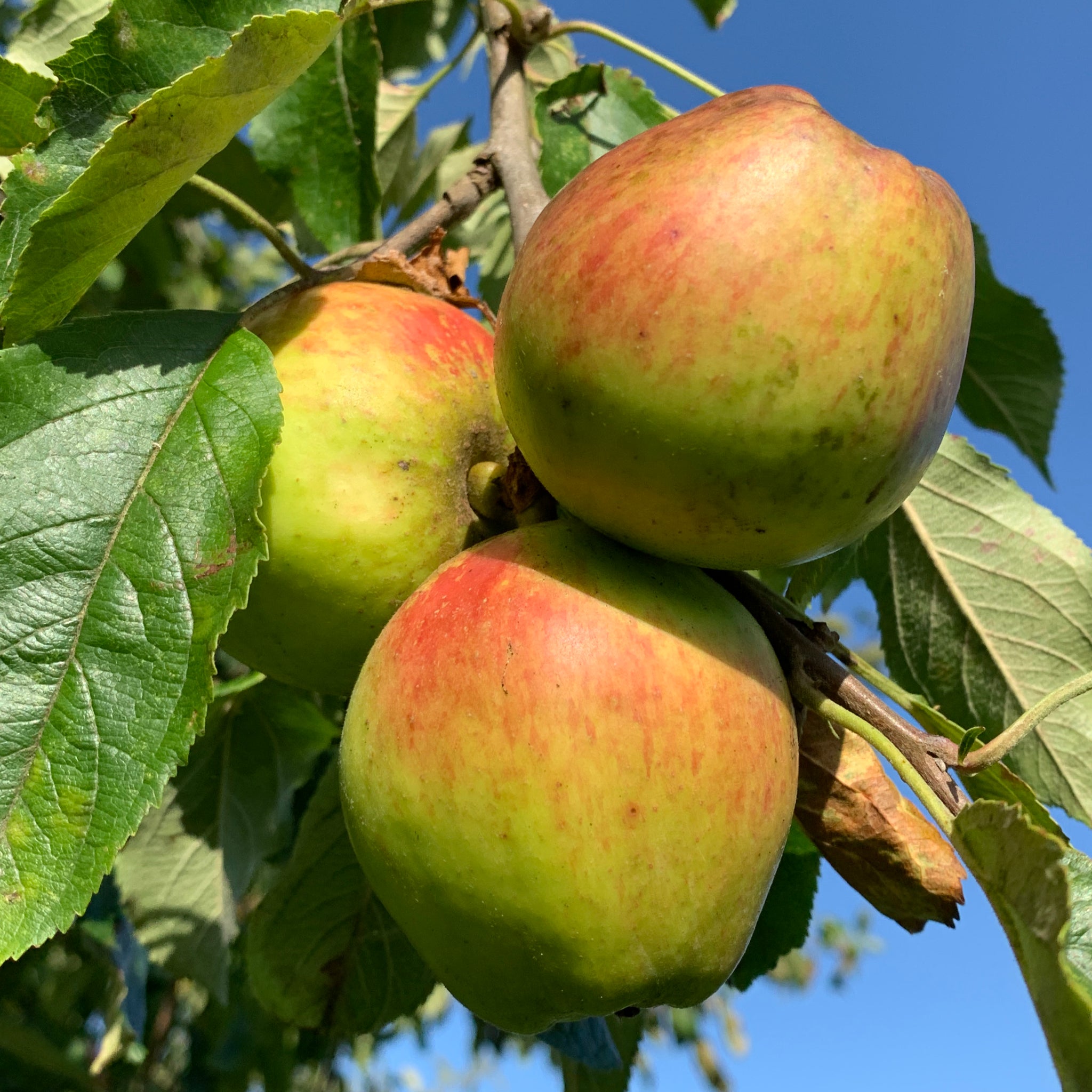 St Cecilia apple tree