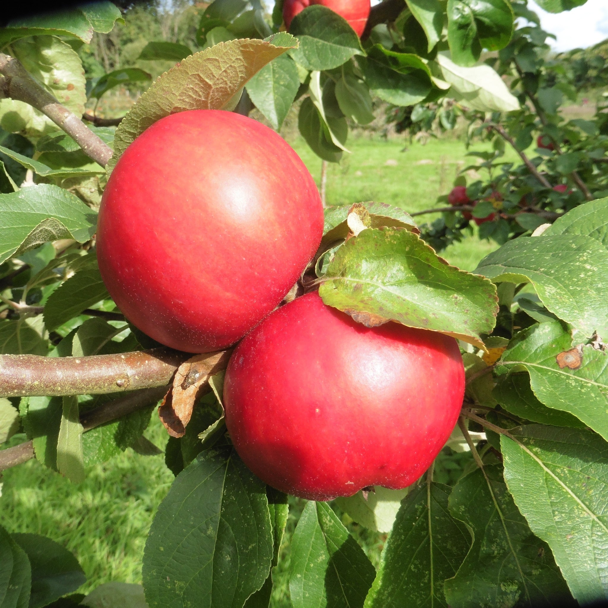 Tom Putt apple tree