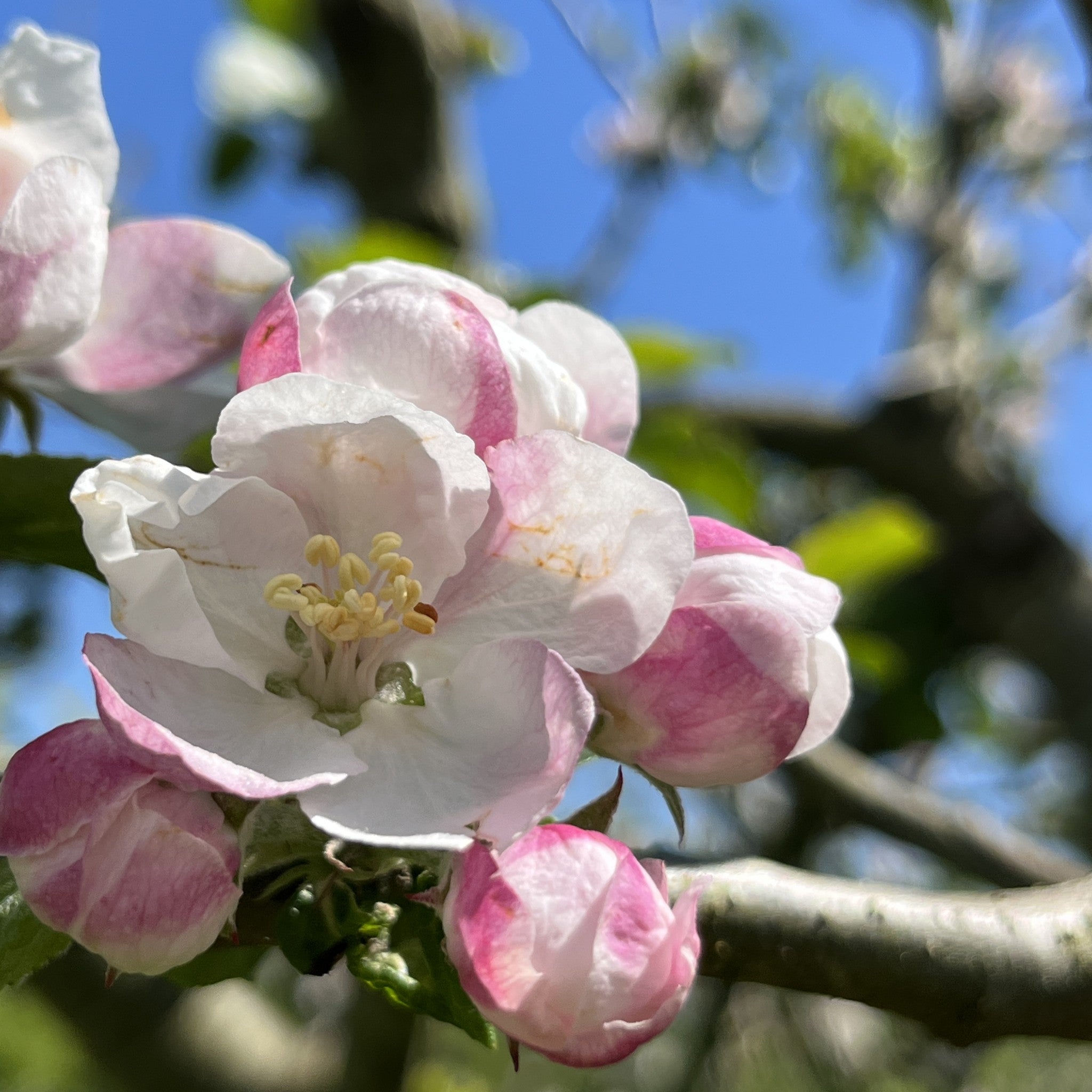Tom Putt apple tree blossom