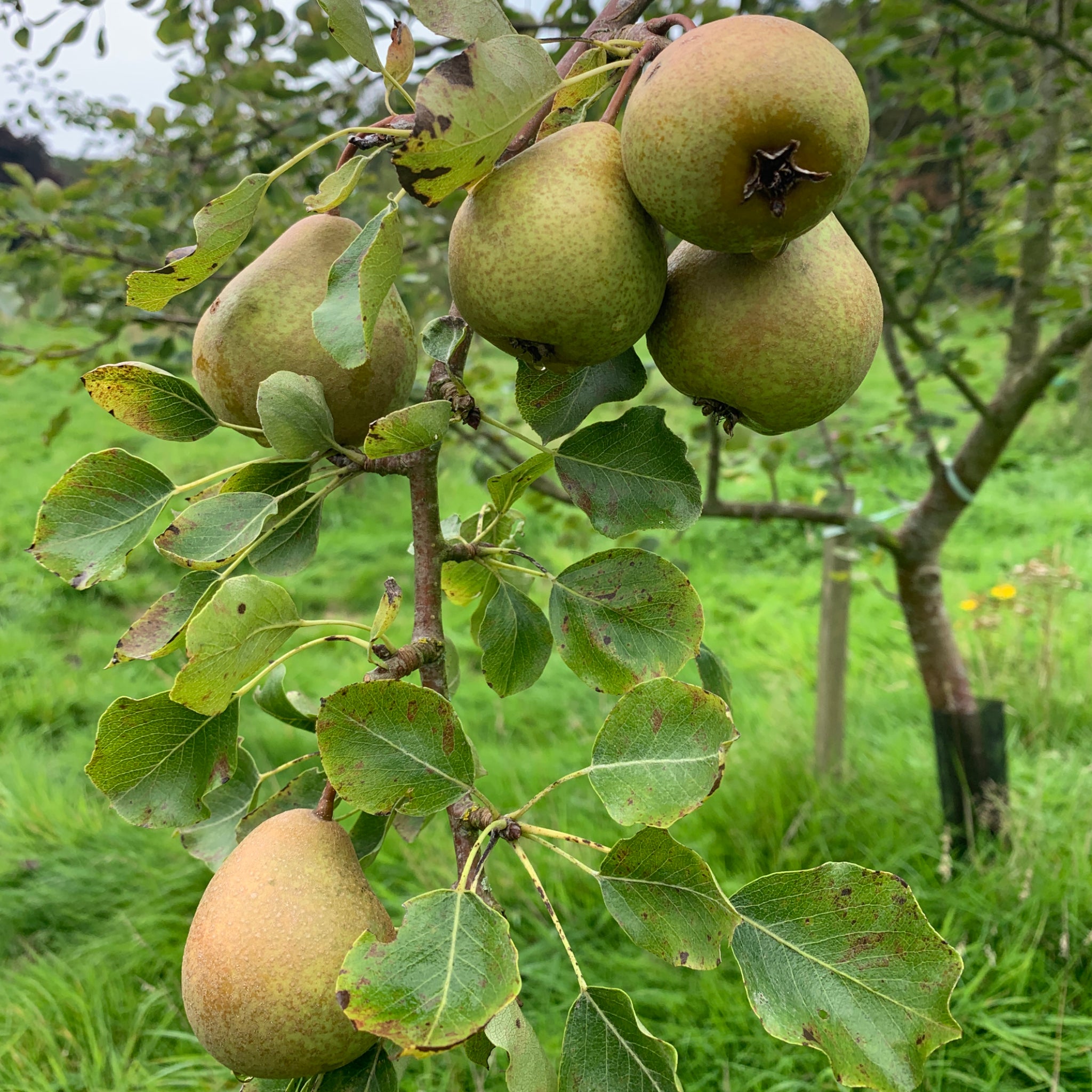 Top Tree pear tree