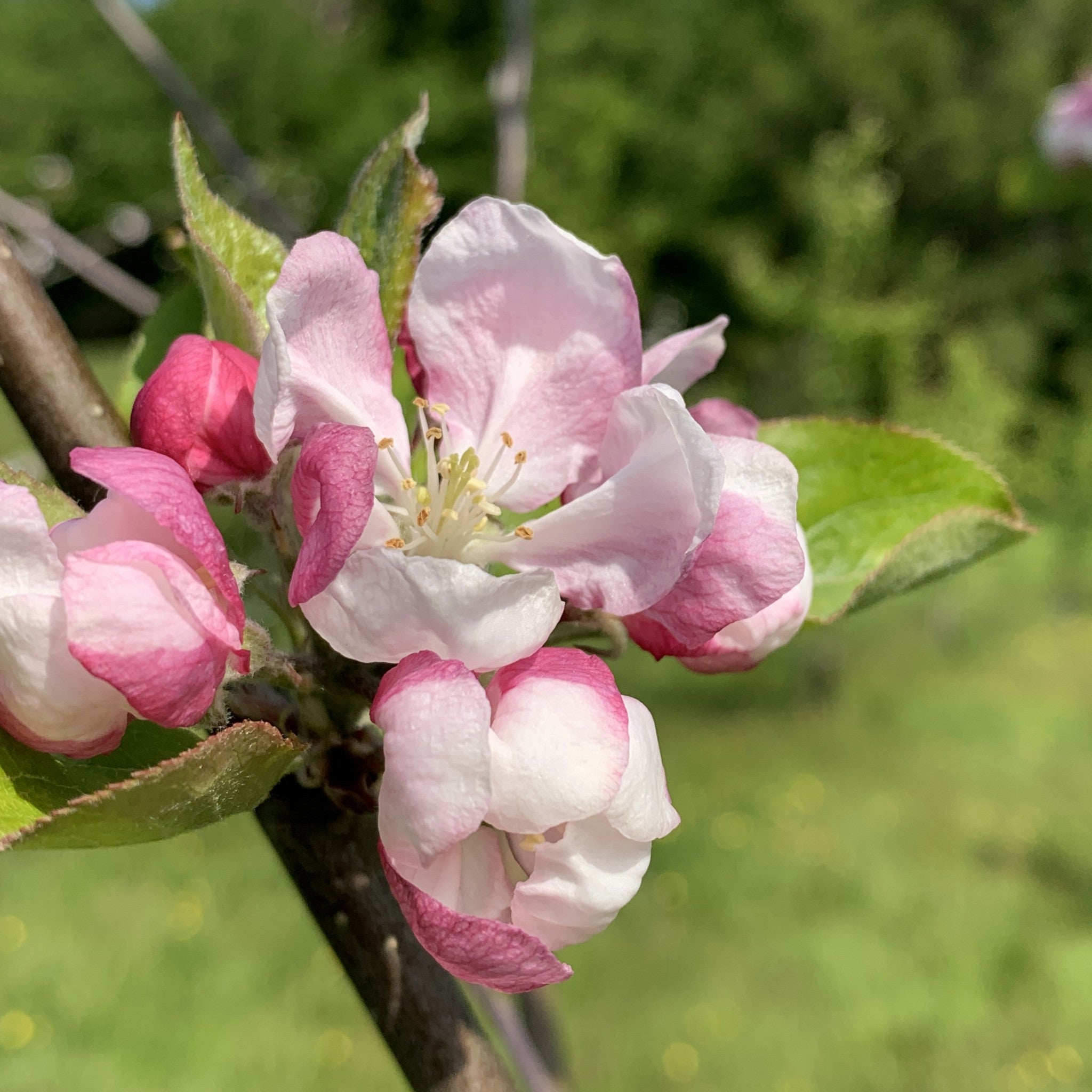 Twyn y Sheriff apple tree blossom
