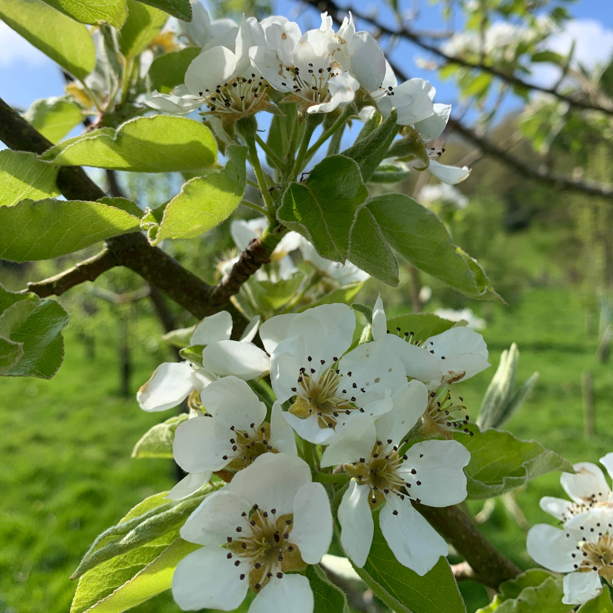 Water Cracking pear tree blossom