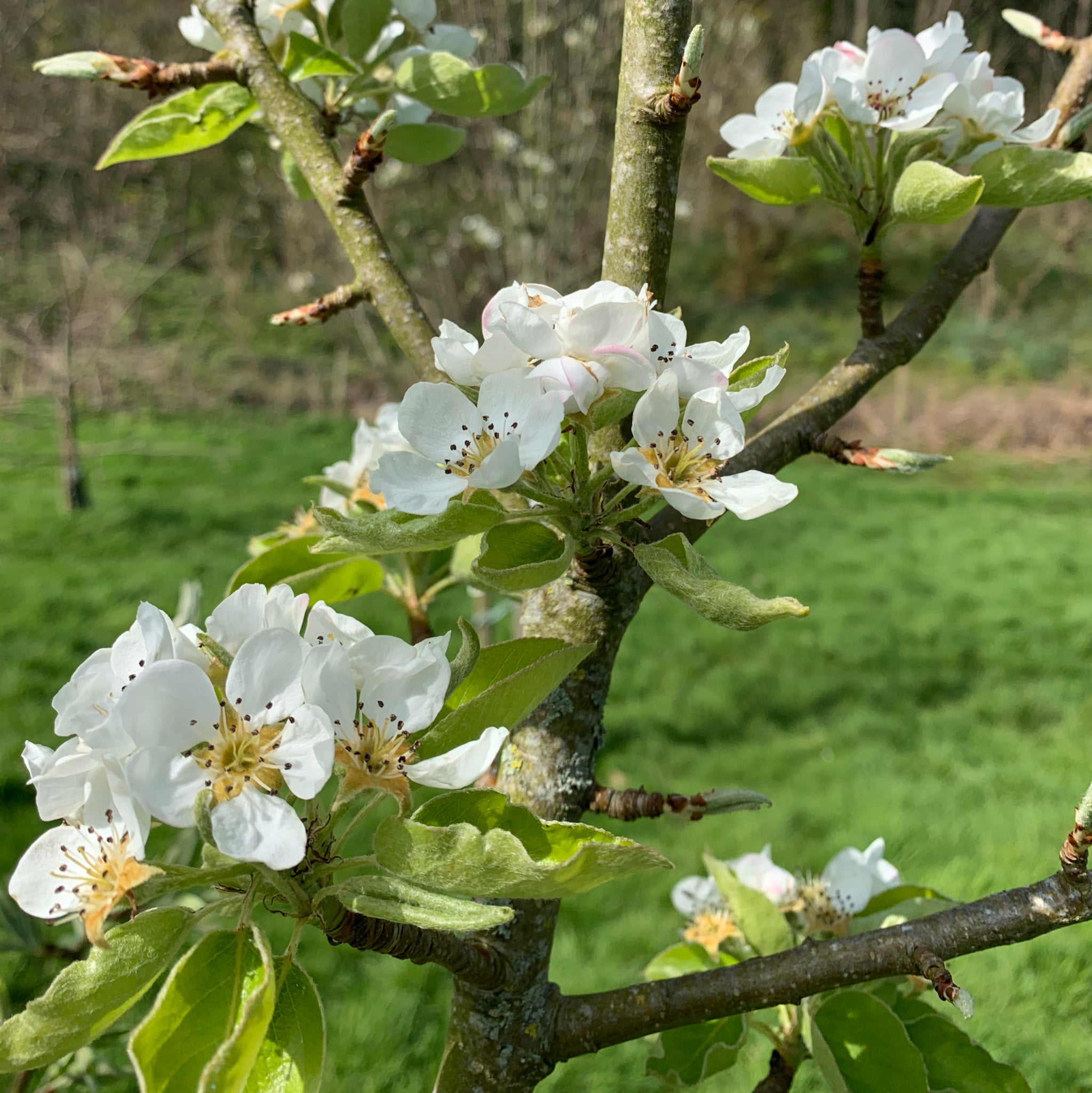 Water Cracking pear tree blossom