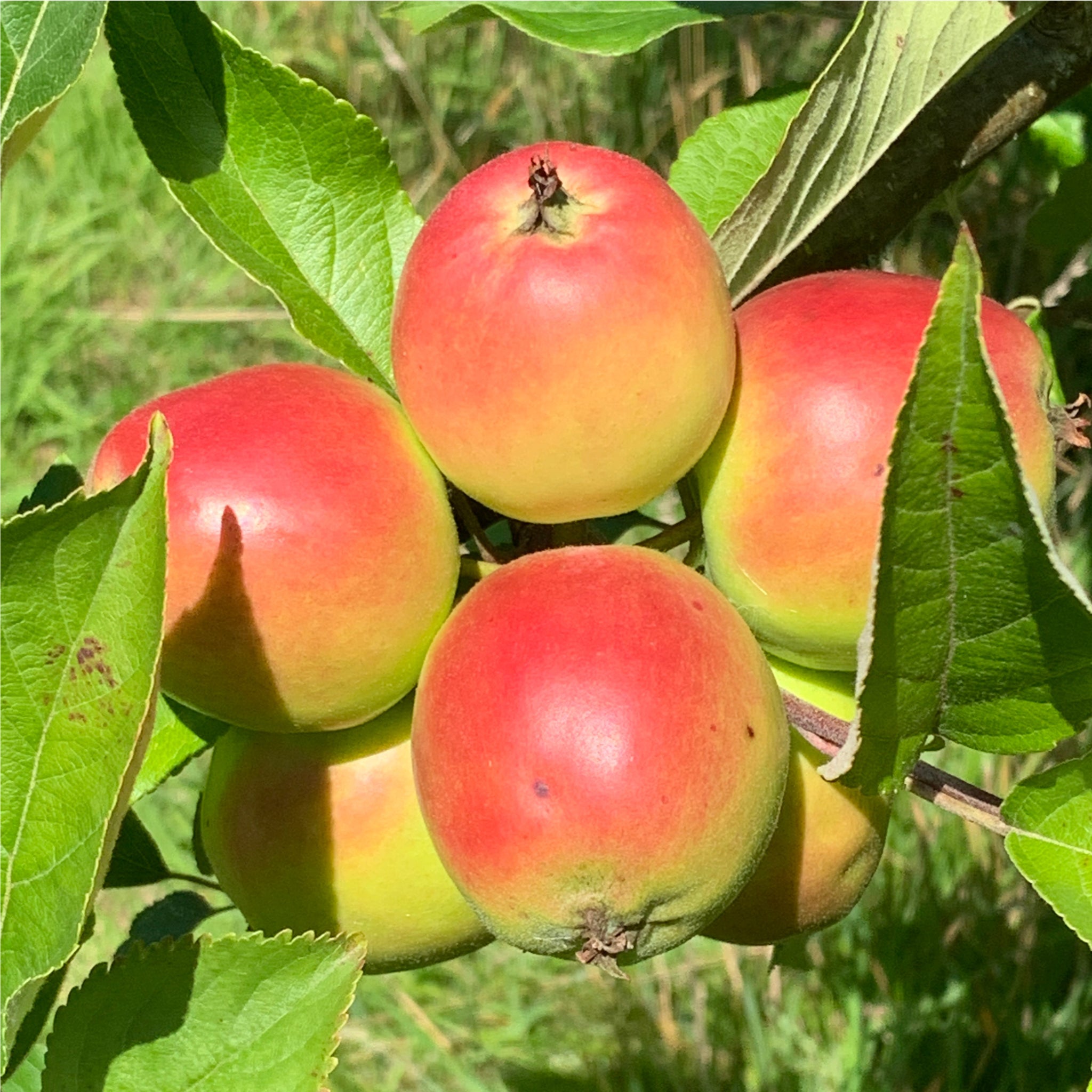 Apple tree pack - multipurpose collection - three trees for 20% off