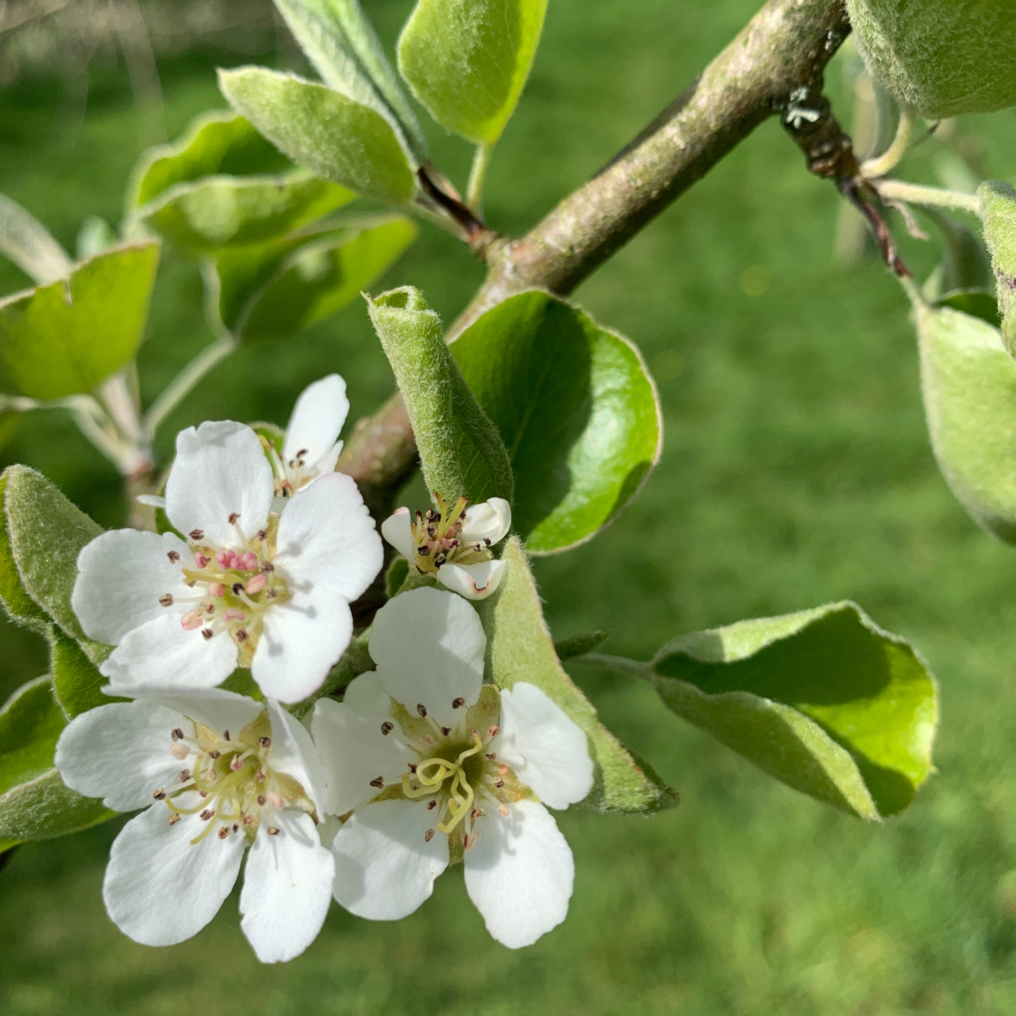 Rhydlydan pear tree blossom