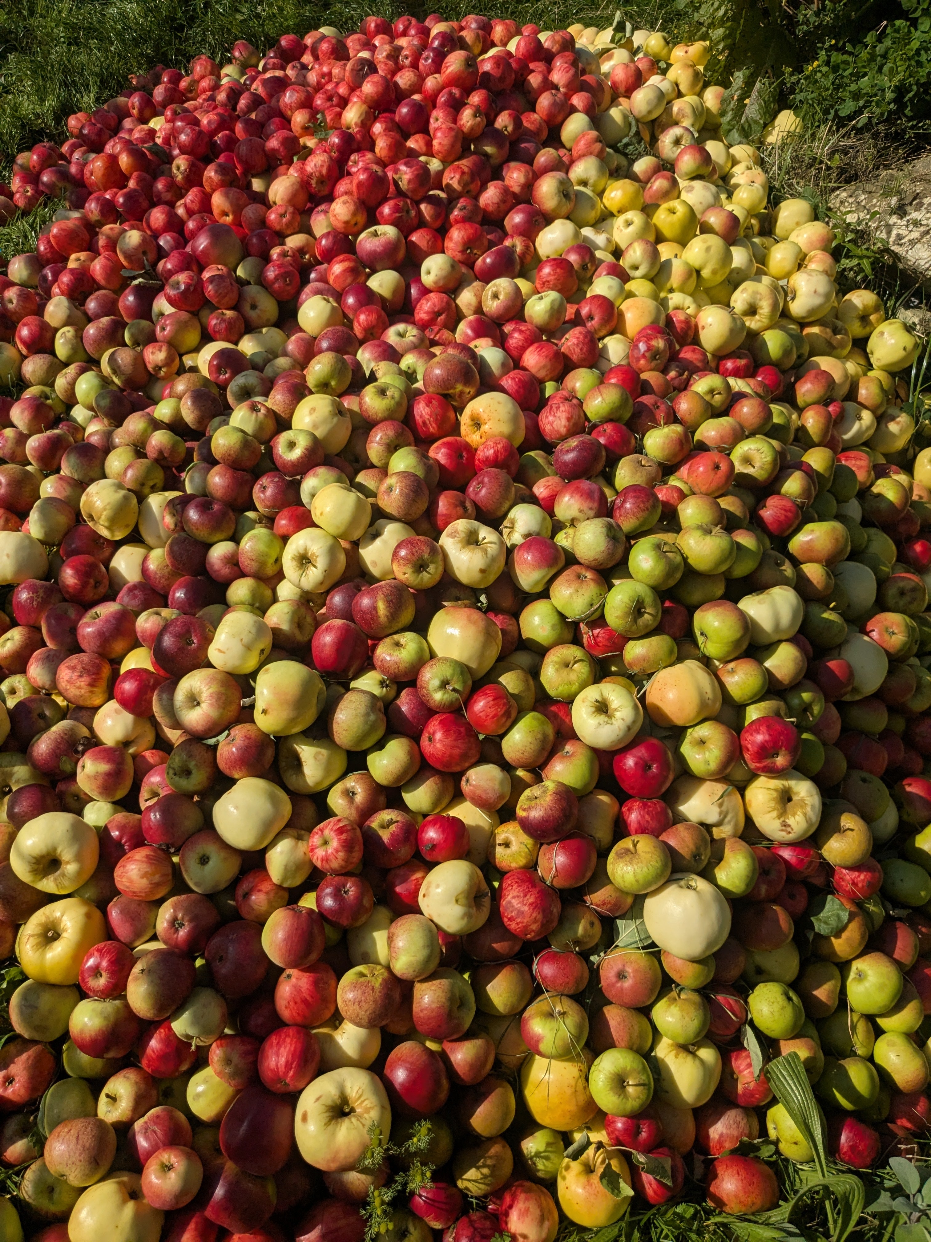 Cider apple trees collection