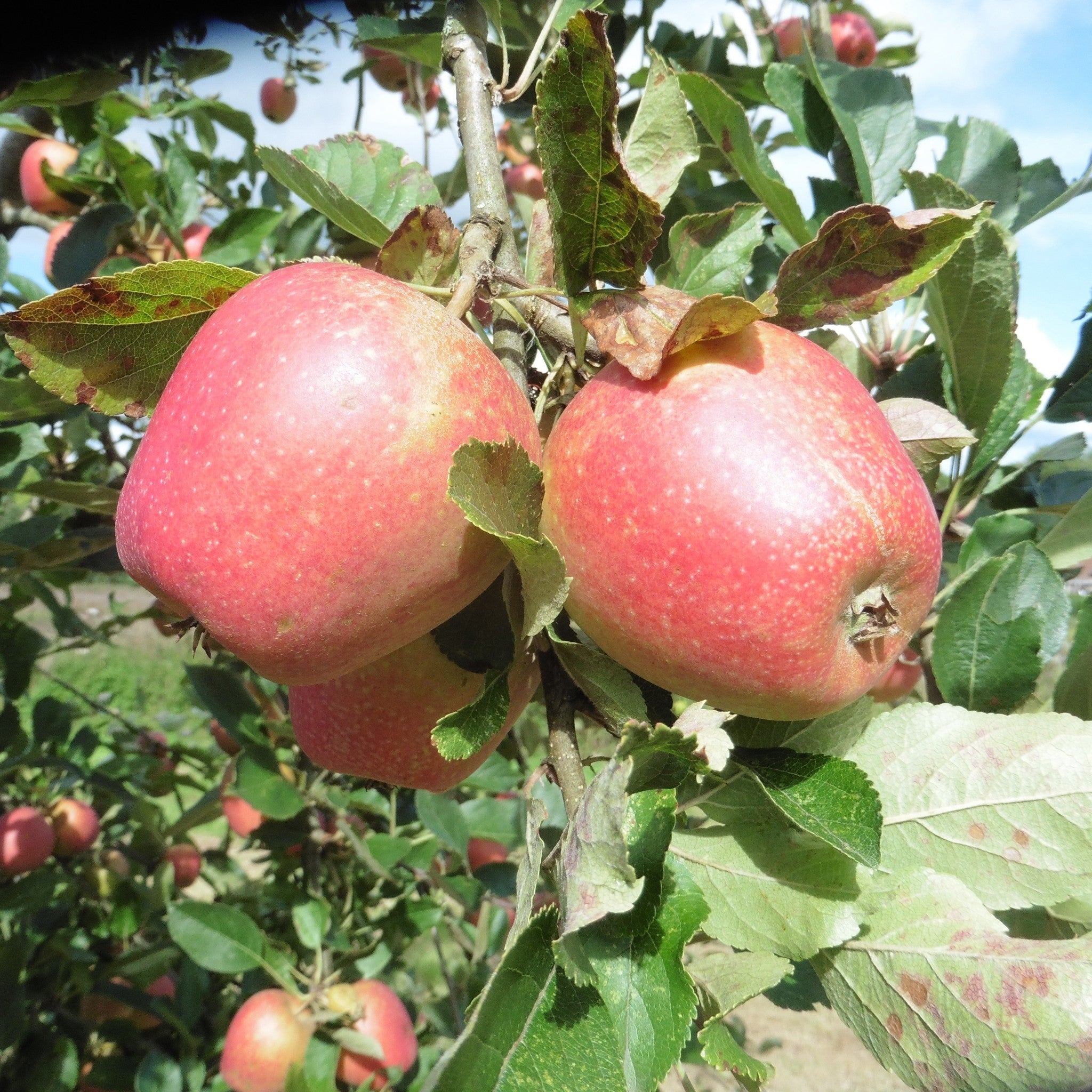 Adams Pearmain apple tree