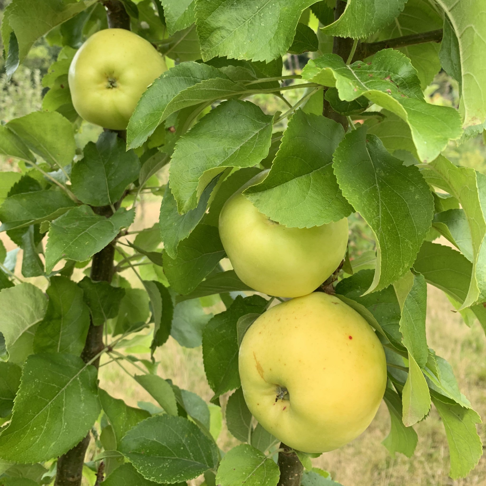 Anglesey Sweet Jane apple tree