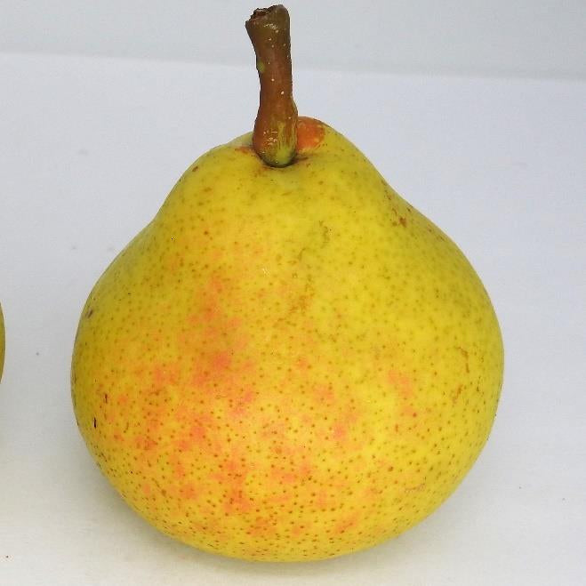 Arwen pear tree