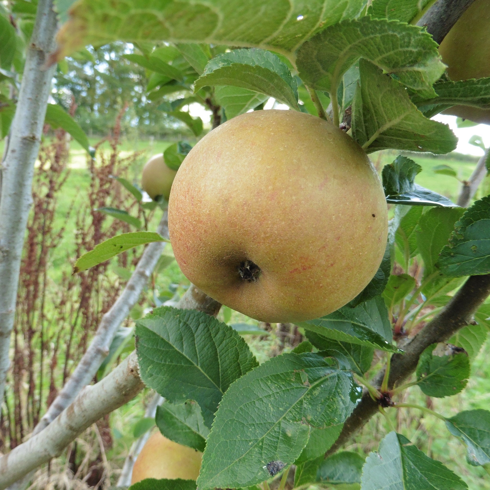 Ashmead's Kernel apple tree