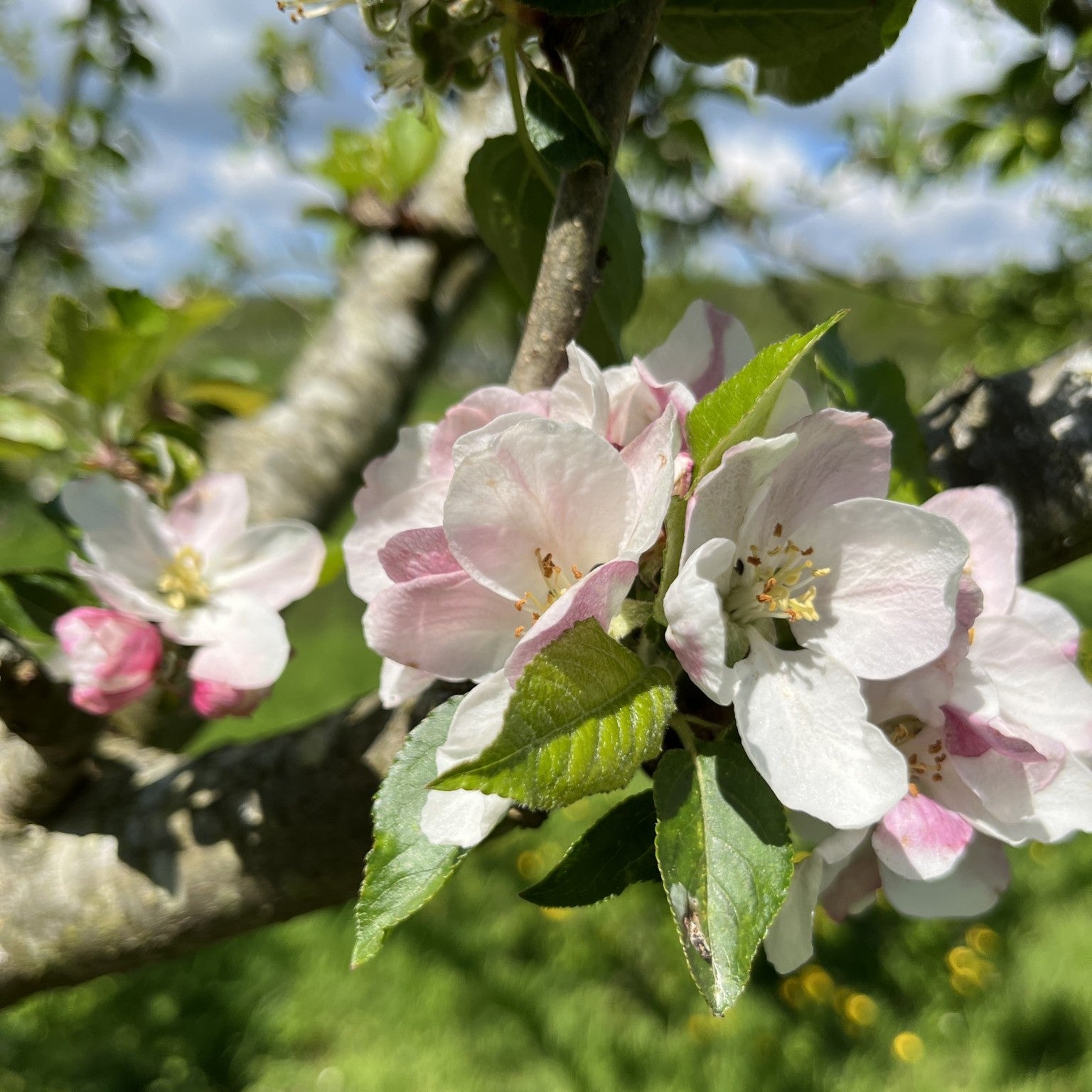Ashmead's Kernel apple tree blossom
