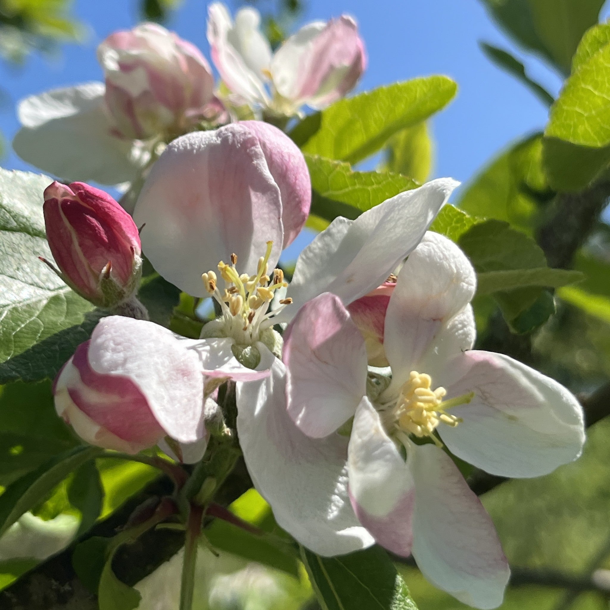 Baker's Delicious apple tree blossom